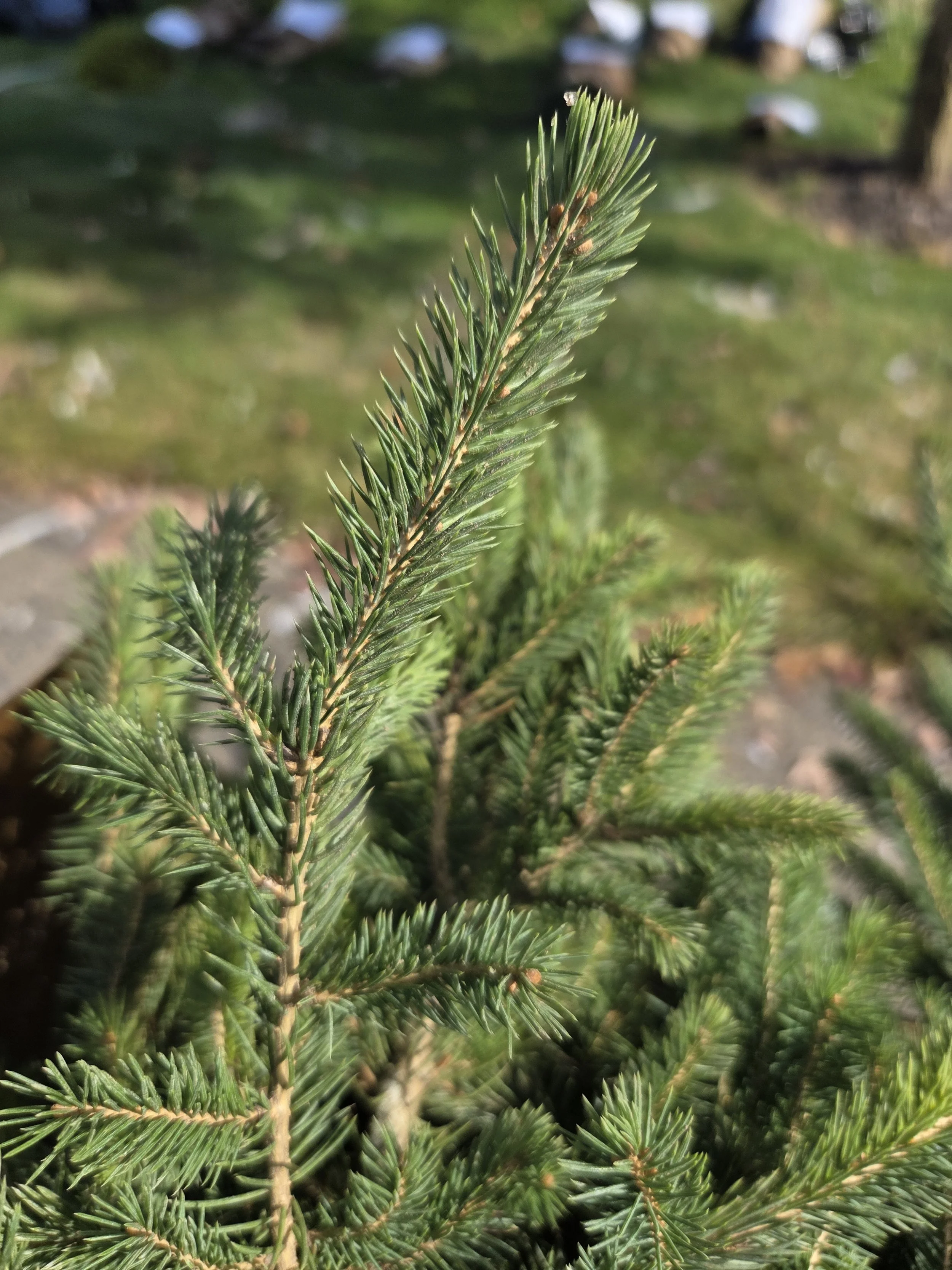 2025FallTreeSaleConifers8.jpg