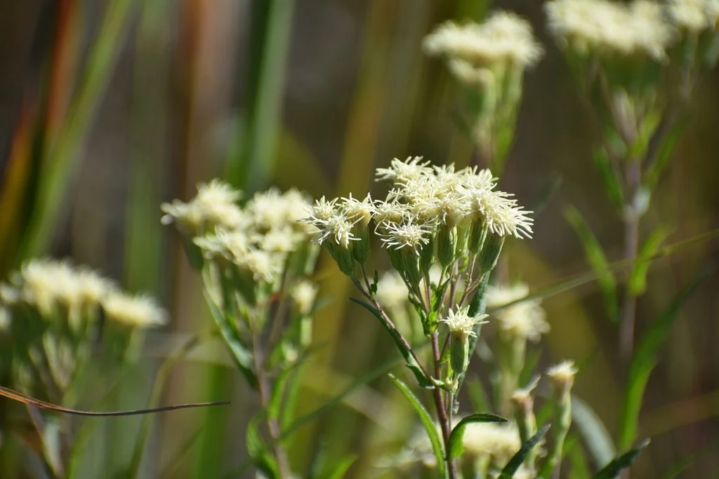 False Boneset