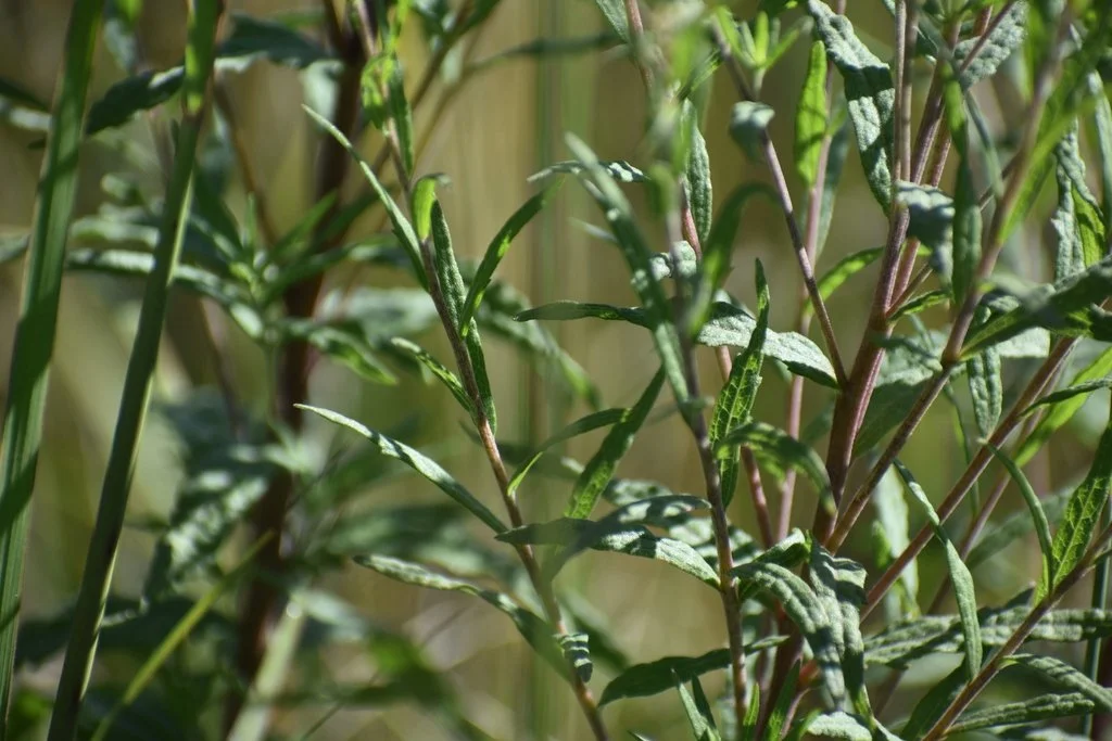 FalseBoneset_Brickellia eupatorioides_iNaturalistCC0_jasonleduc2.jpg