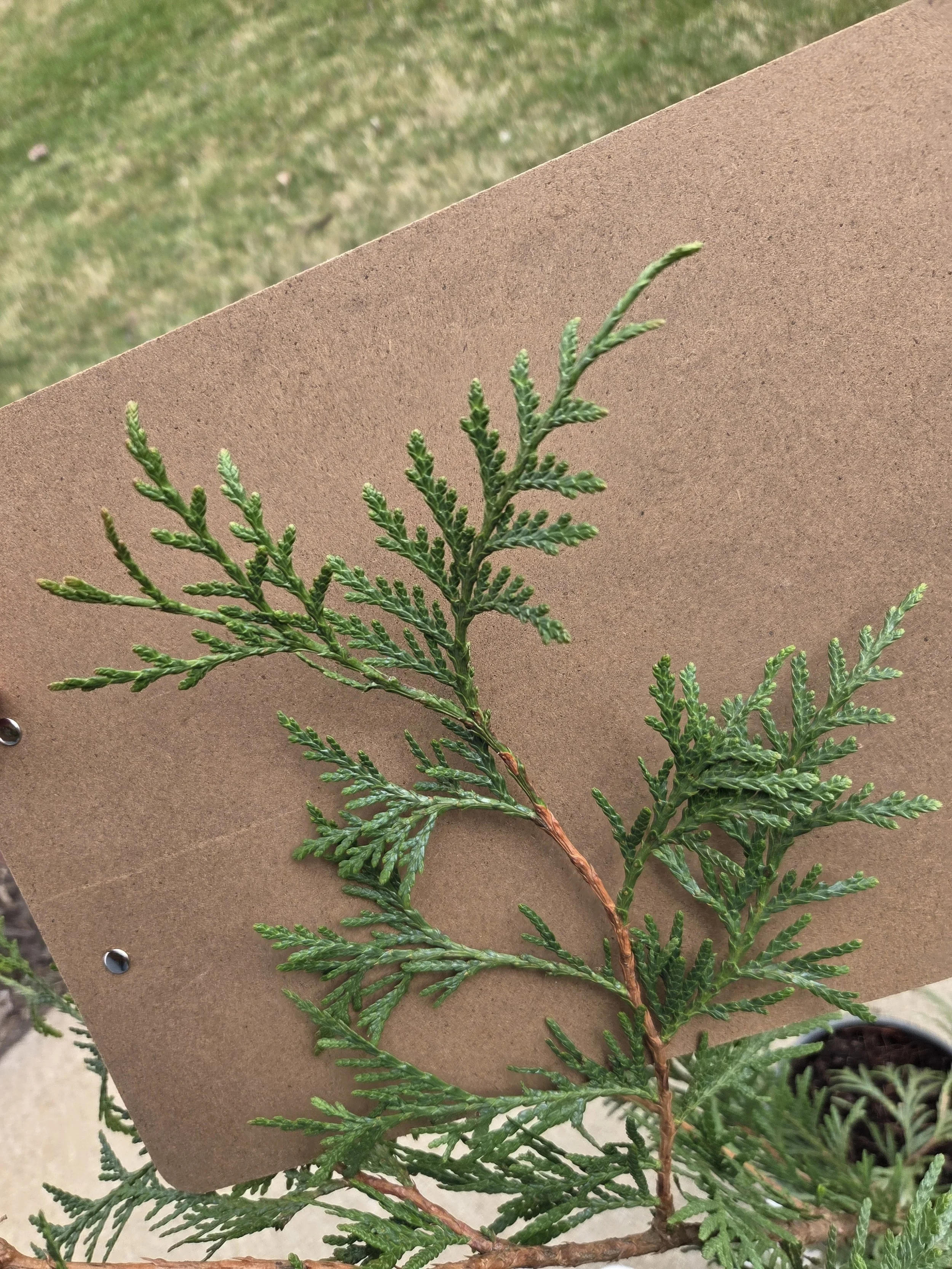 Thuja_occidentalis_Arborvitae_WhiteCedar2.jpg