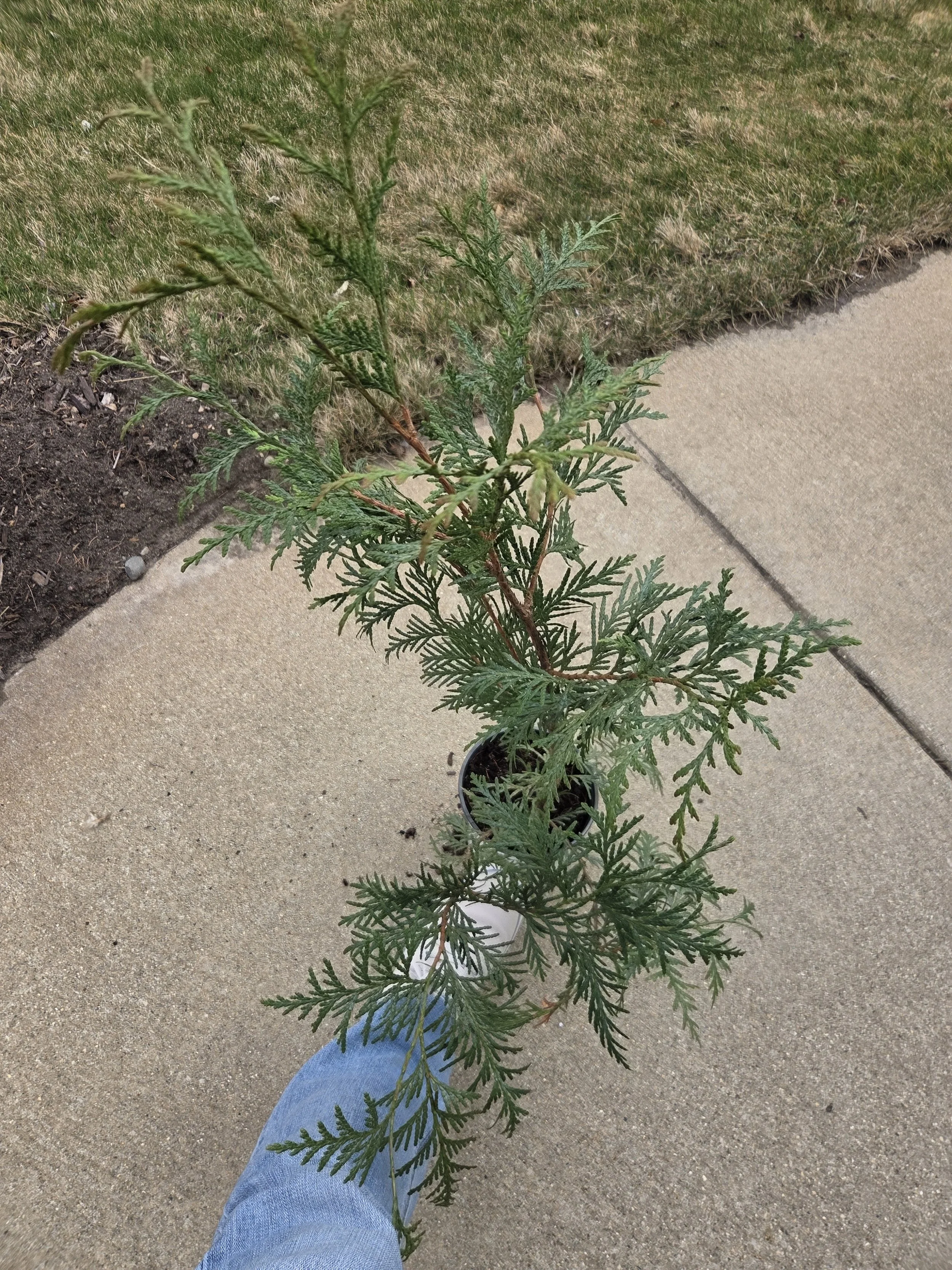 Thuja_occidentalis_Arborvitae_WhiteCedar_Potted2.jpg