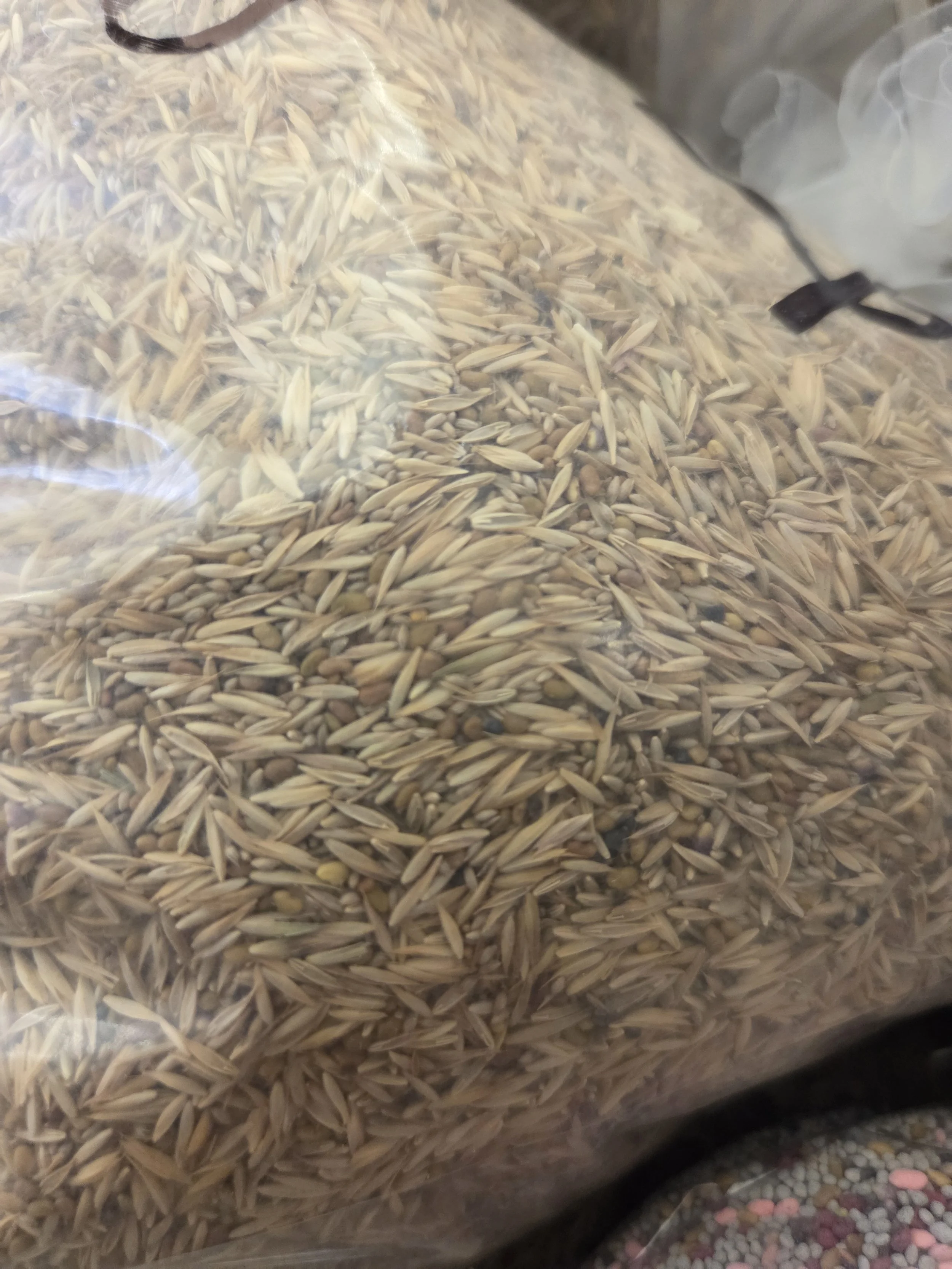 CoolSeasonGrassSeed2.jpg
