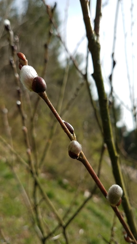 Pussy Willow