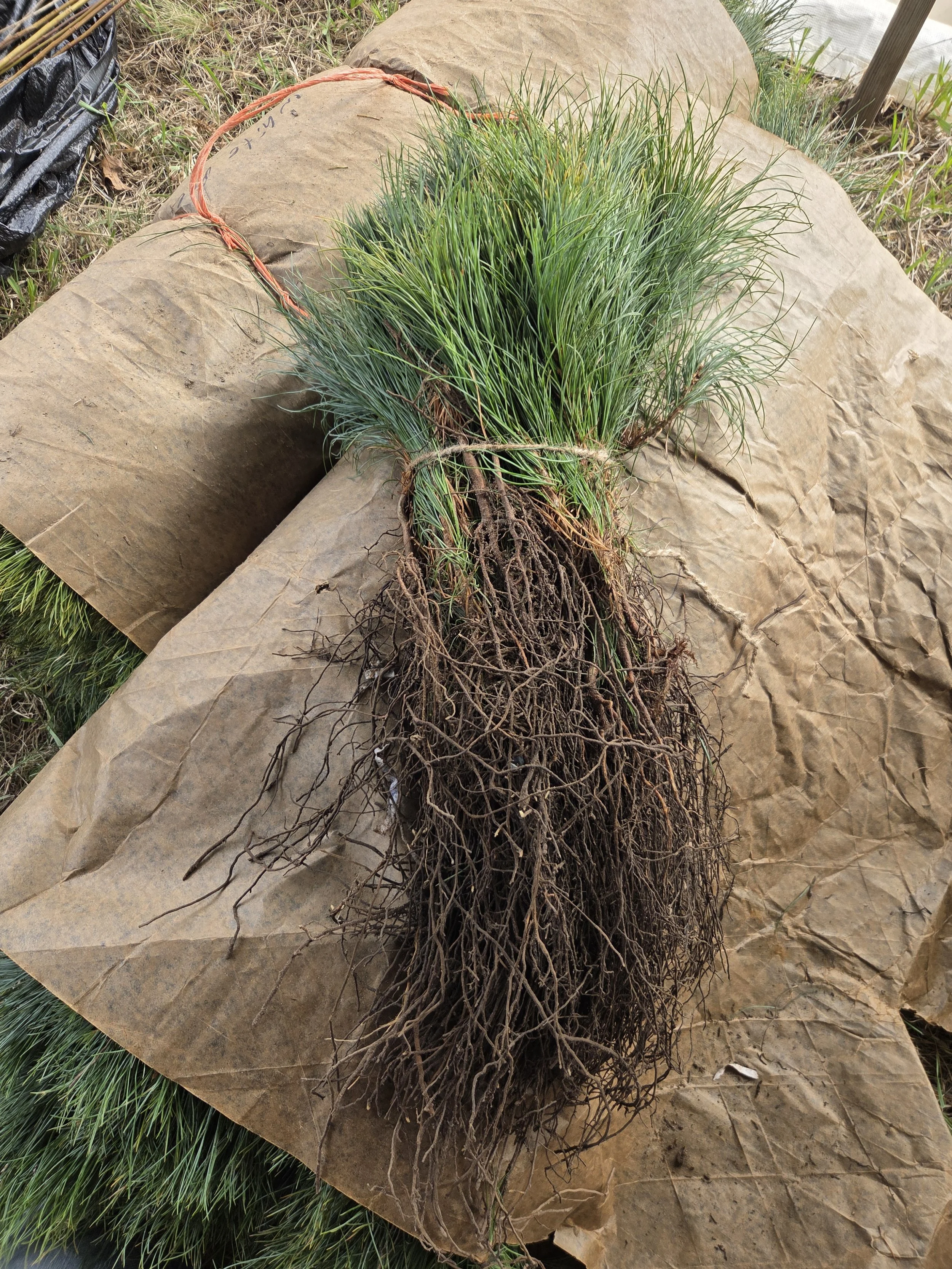 Pinus_strobus_WhitePine_Seedling1.jpg