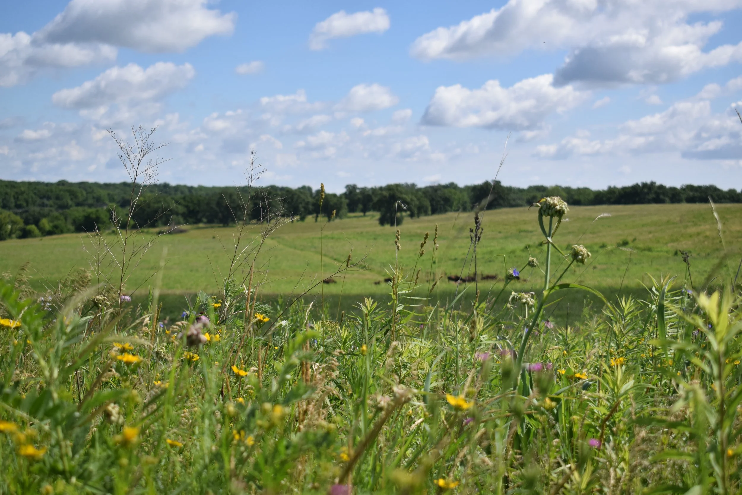 Butterfly Garden Kit