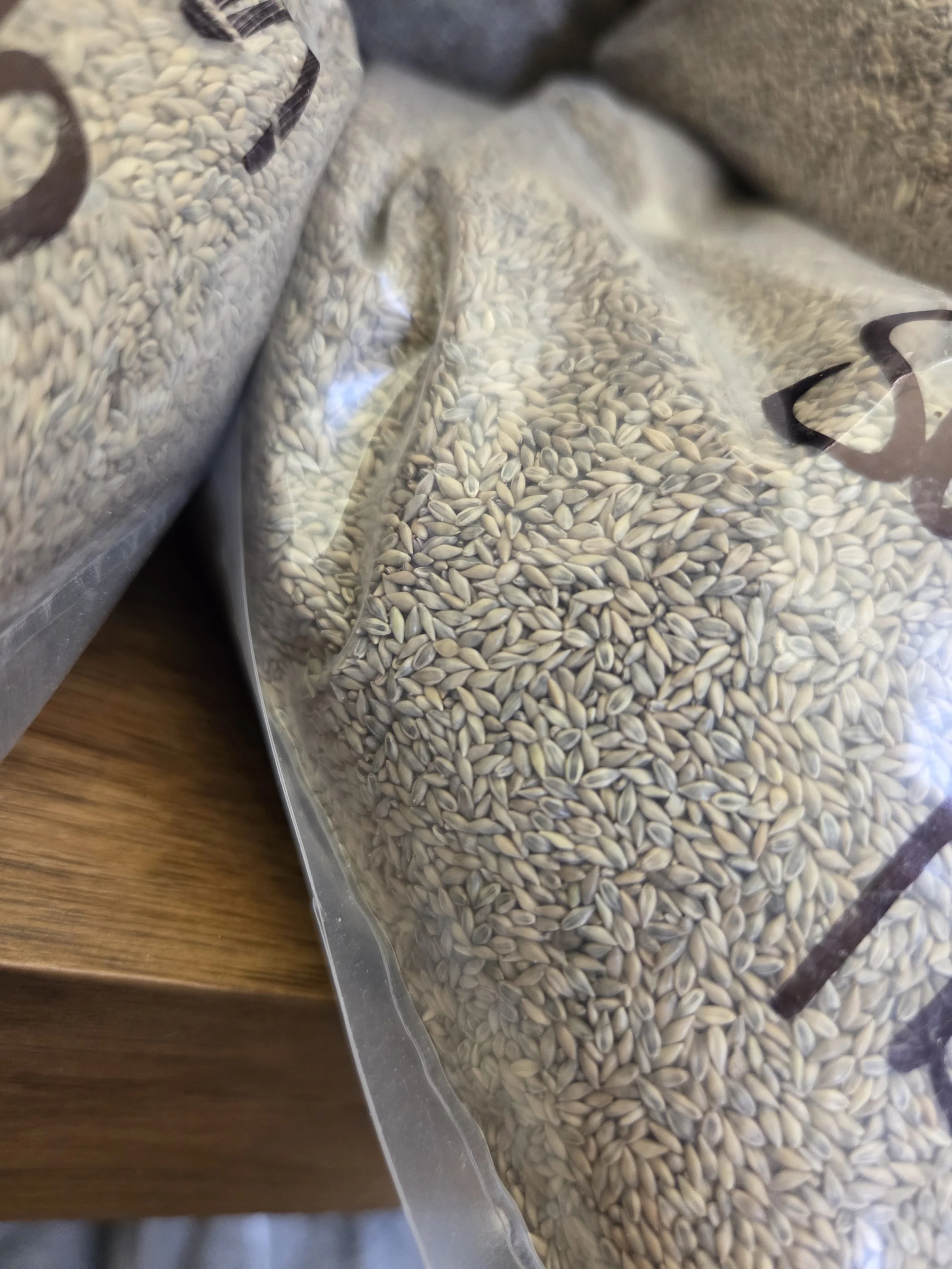 SwitchgrassSeed1.jpg