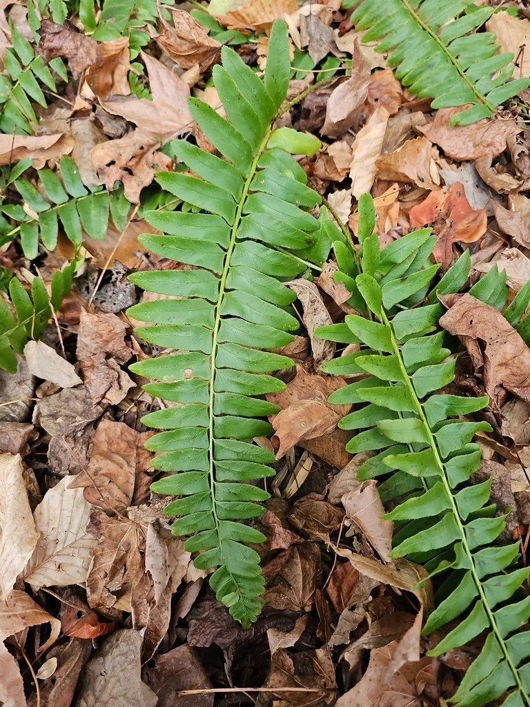 Christmas Fern