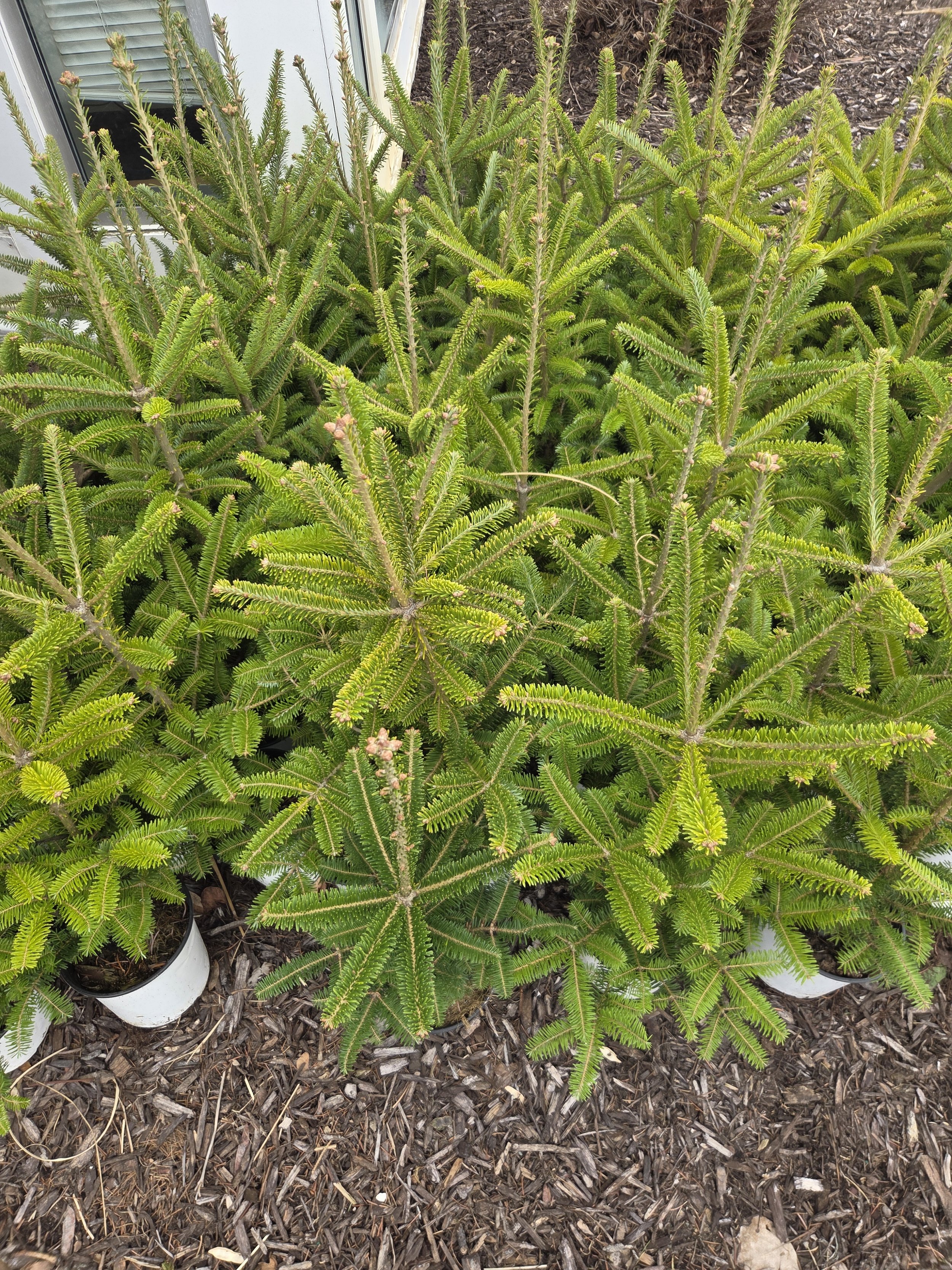 Abies_fraseri_FraserFir_Potted2.jpg