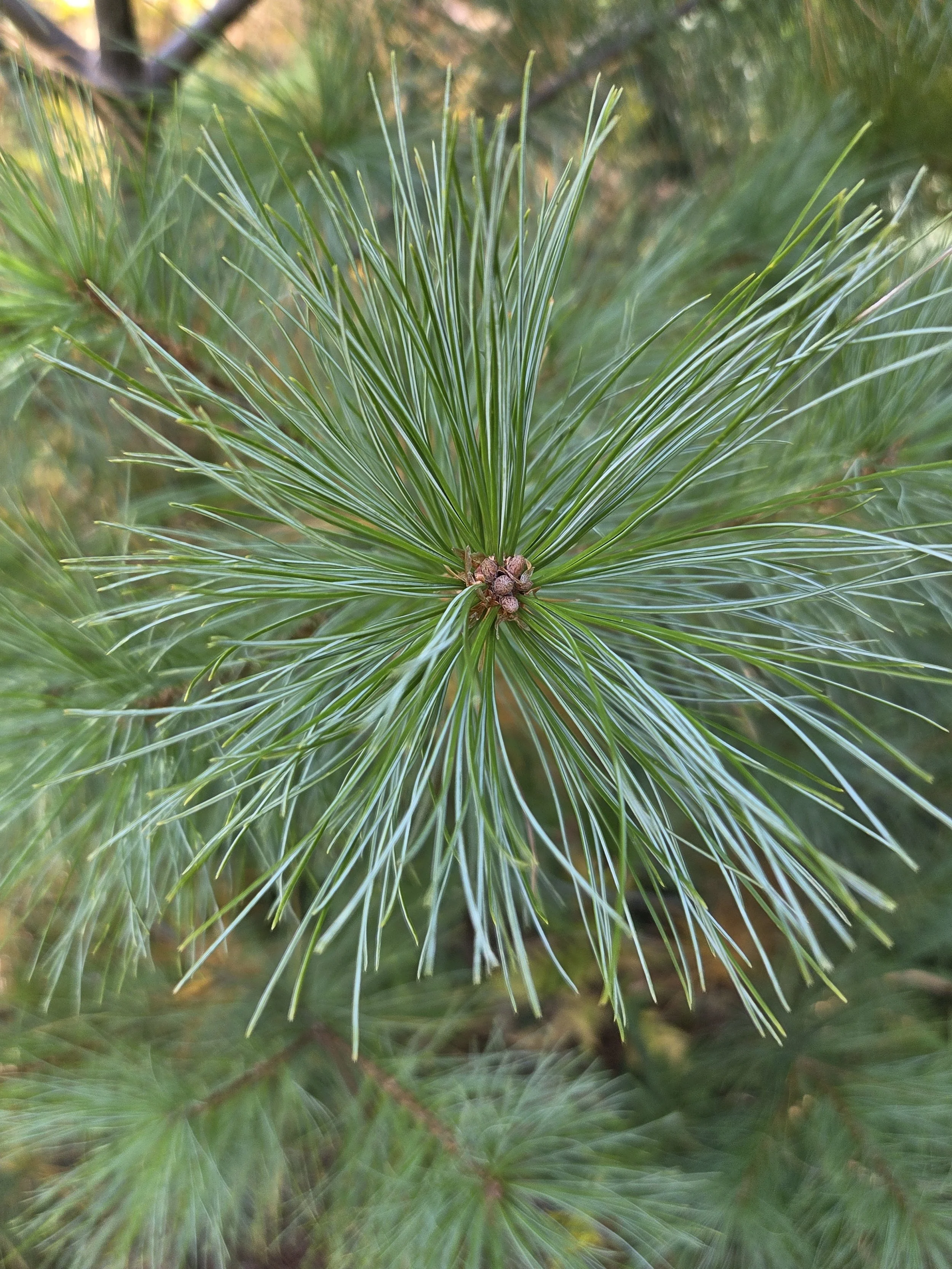 Pinus_strobus_WhitePineNeedles.jpg
