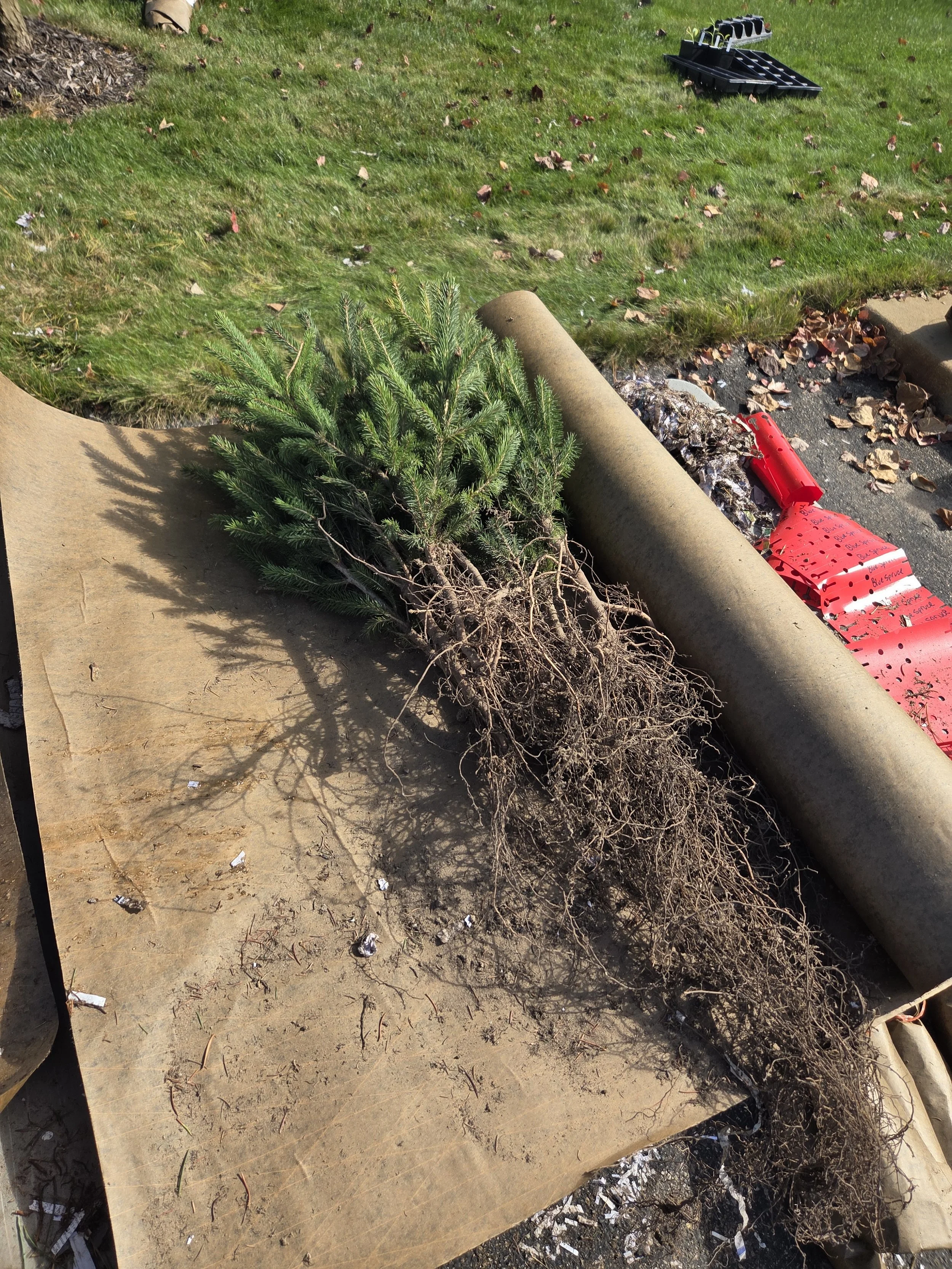 2025FallTreeSaleConifers7.jpg