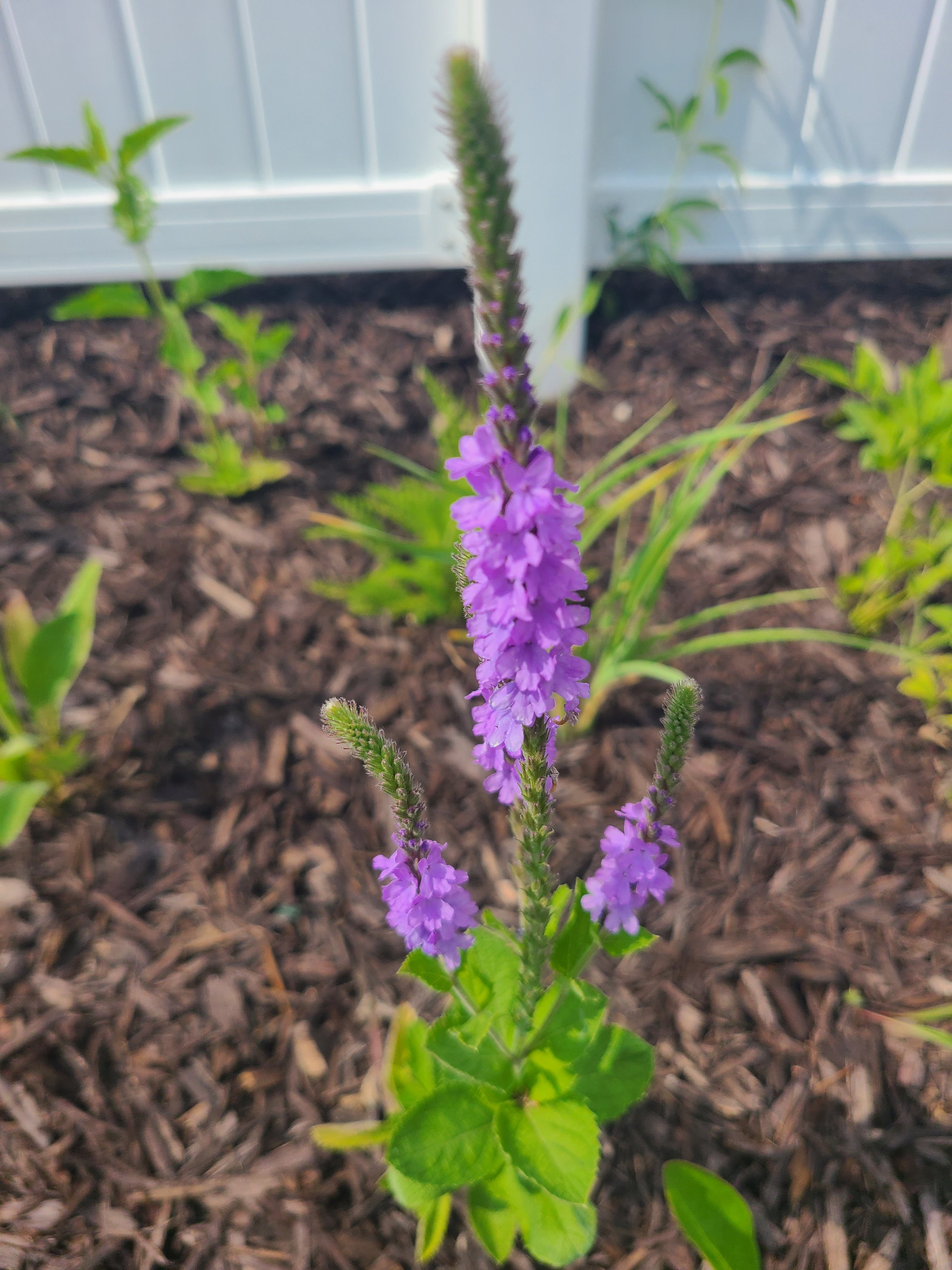 Hoary Vervain