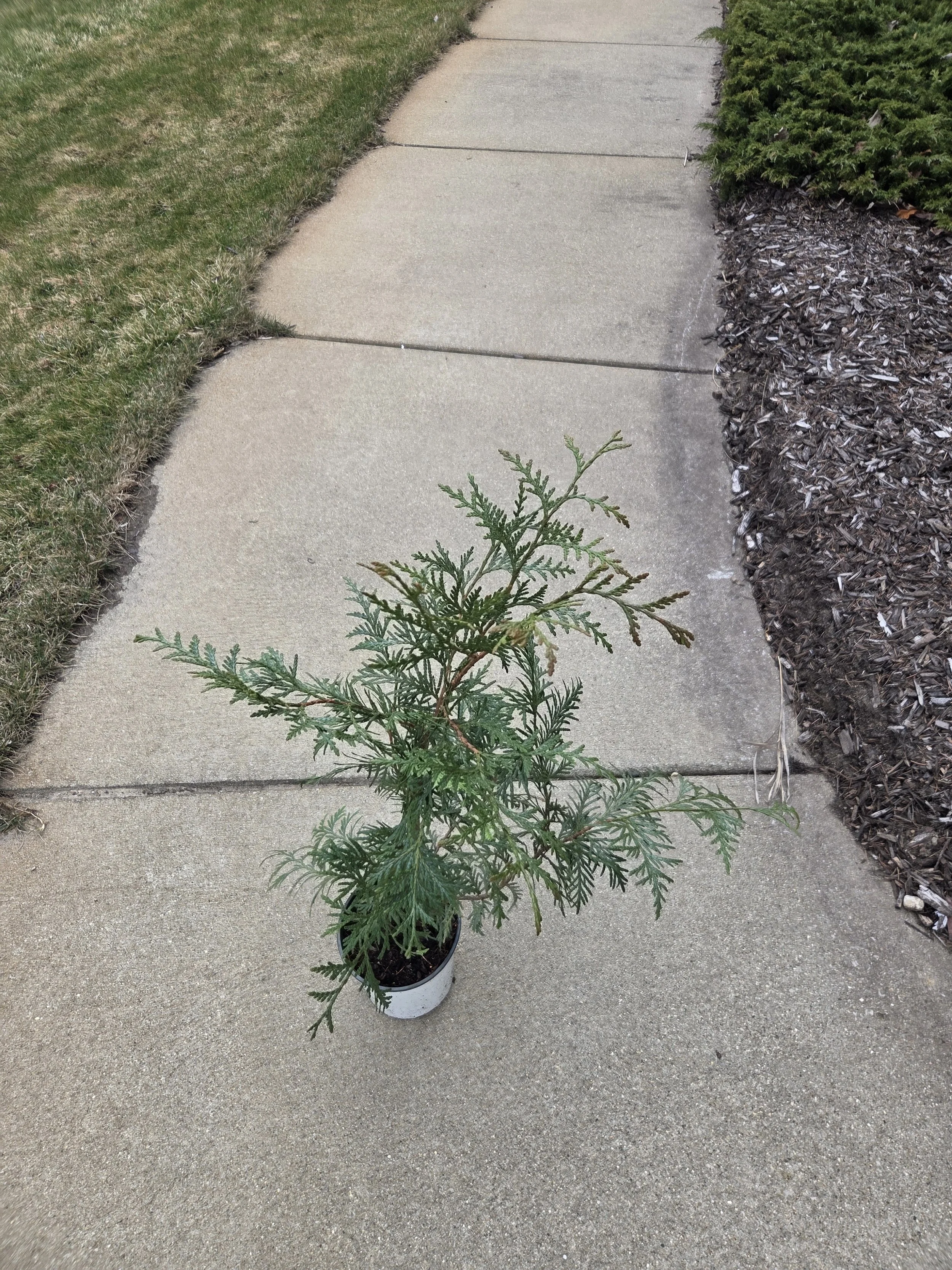 Thuja_occidentalis_Arborvitae_WhiteCedar_Potted.jpg