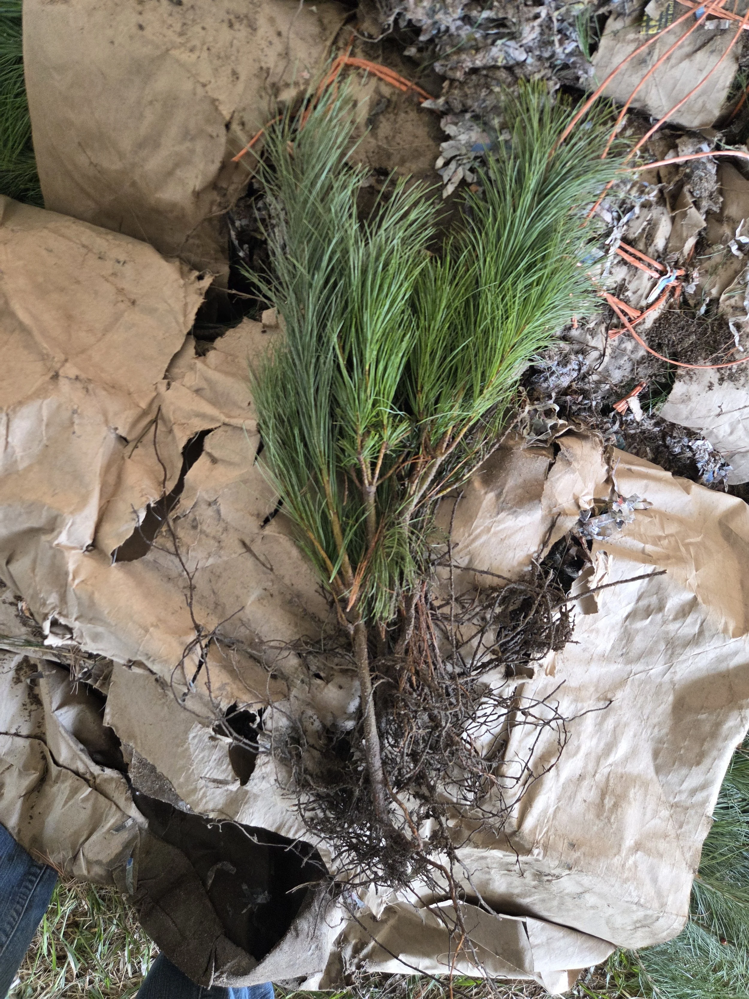Pinus_strobus_WhitePine_Transplant1.jpg