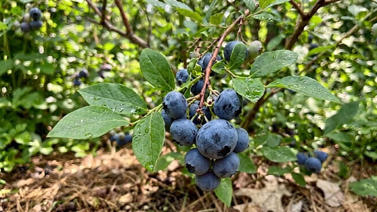 BluecropBlueberry.jpeg