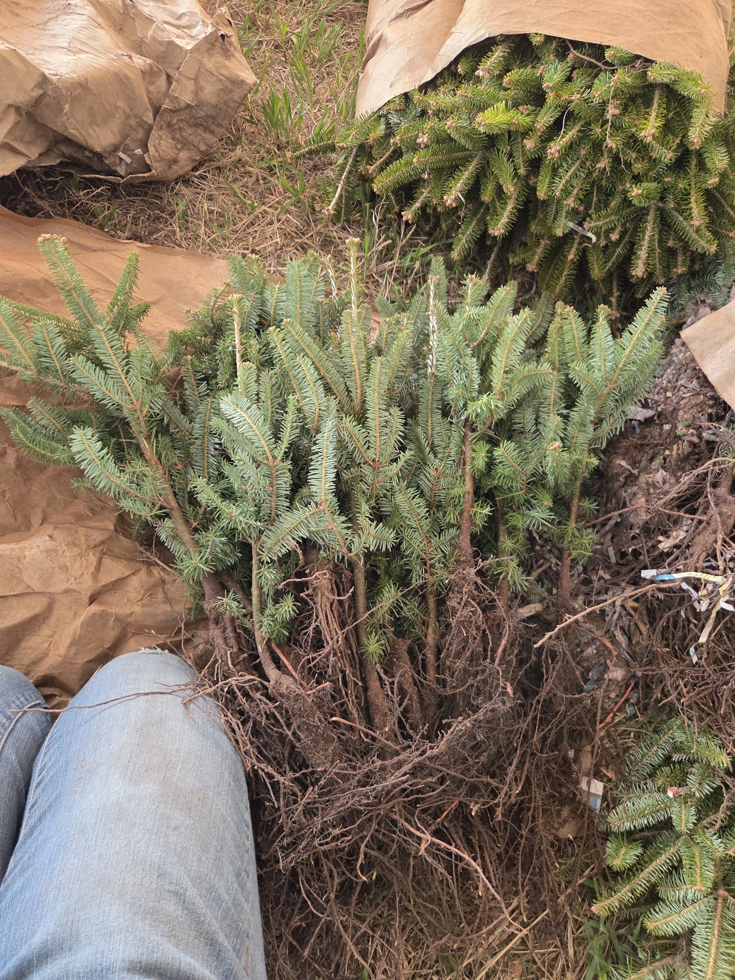 Abies_fraseri_FraserFir_Transplant2.jpg