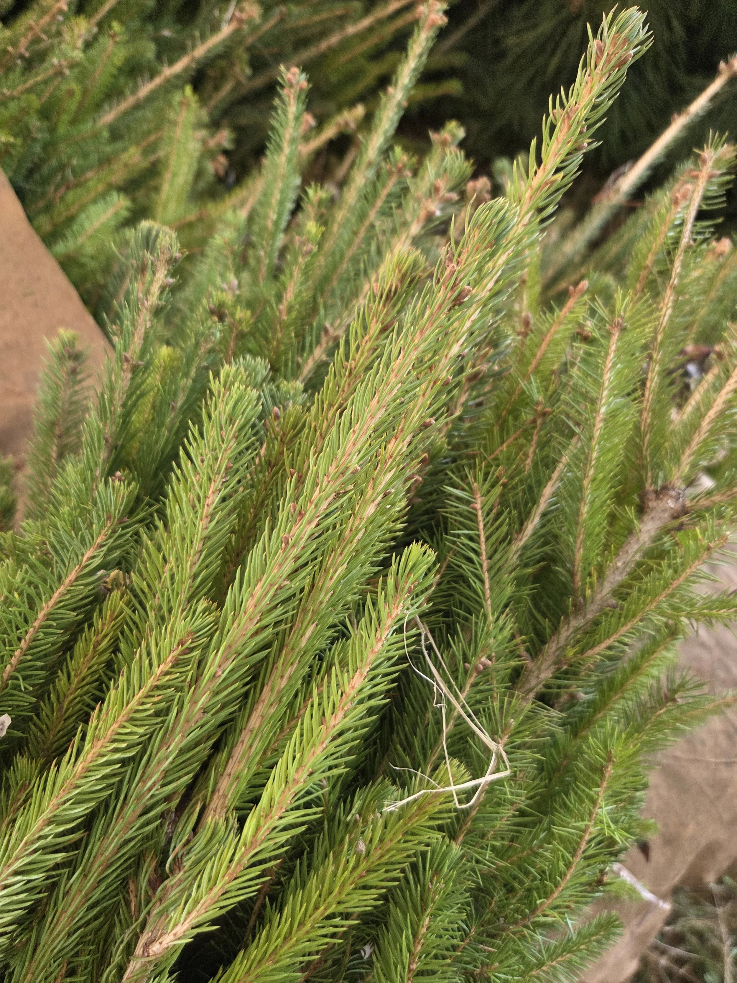 Picea_glauca_WhiteSpruce_Transplant2.jpg
