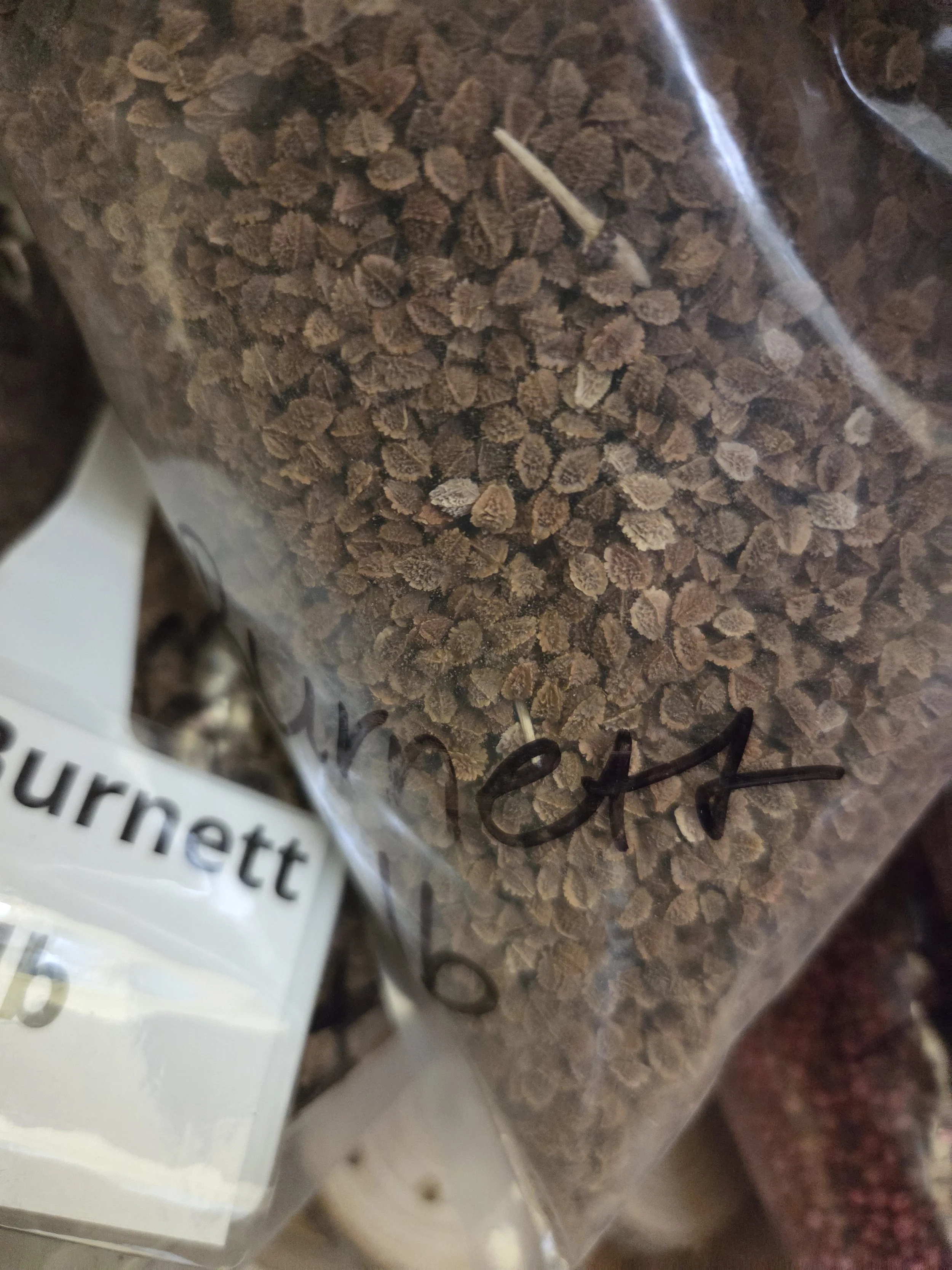 SmallBurnettSeed1.jpg