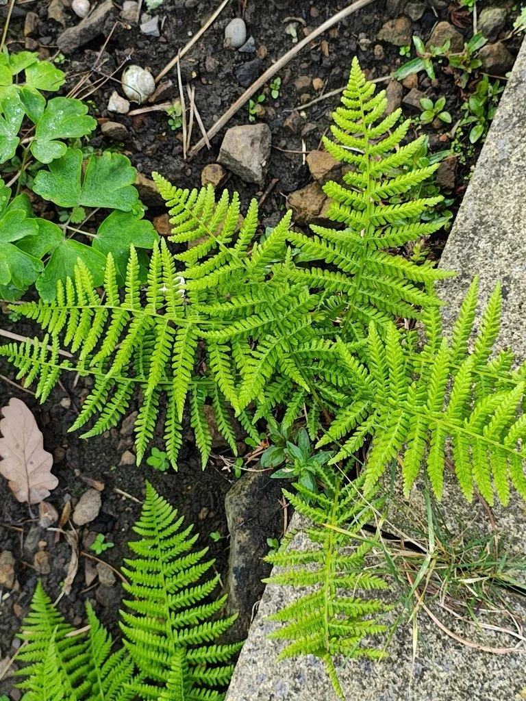 Lady Fern