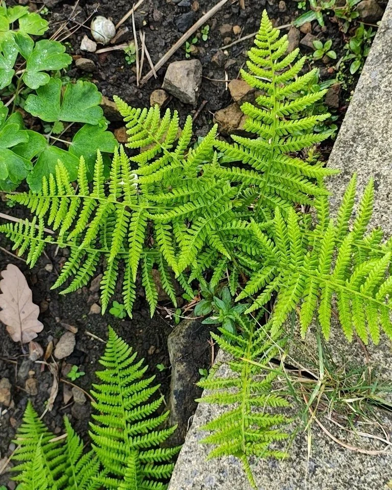 LadyFern_AthyriumFelix-femina_iNaturalistCC0_darrel_watts.jpg
