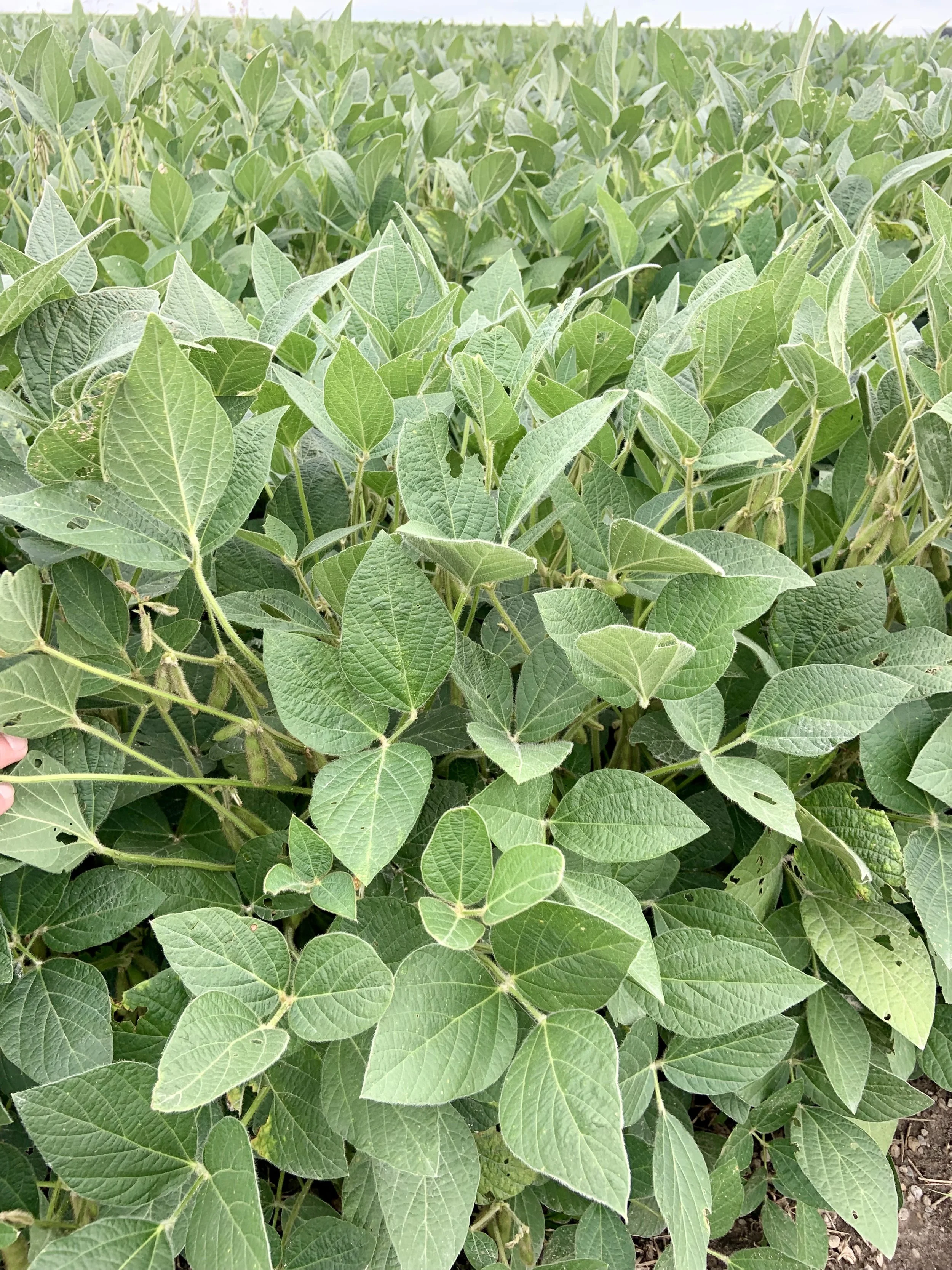 Green Shift SB (1acre)