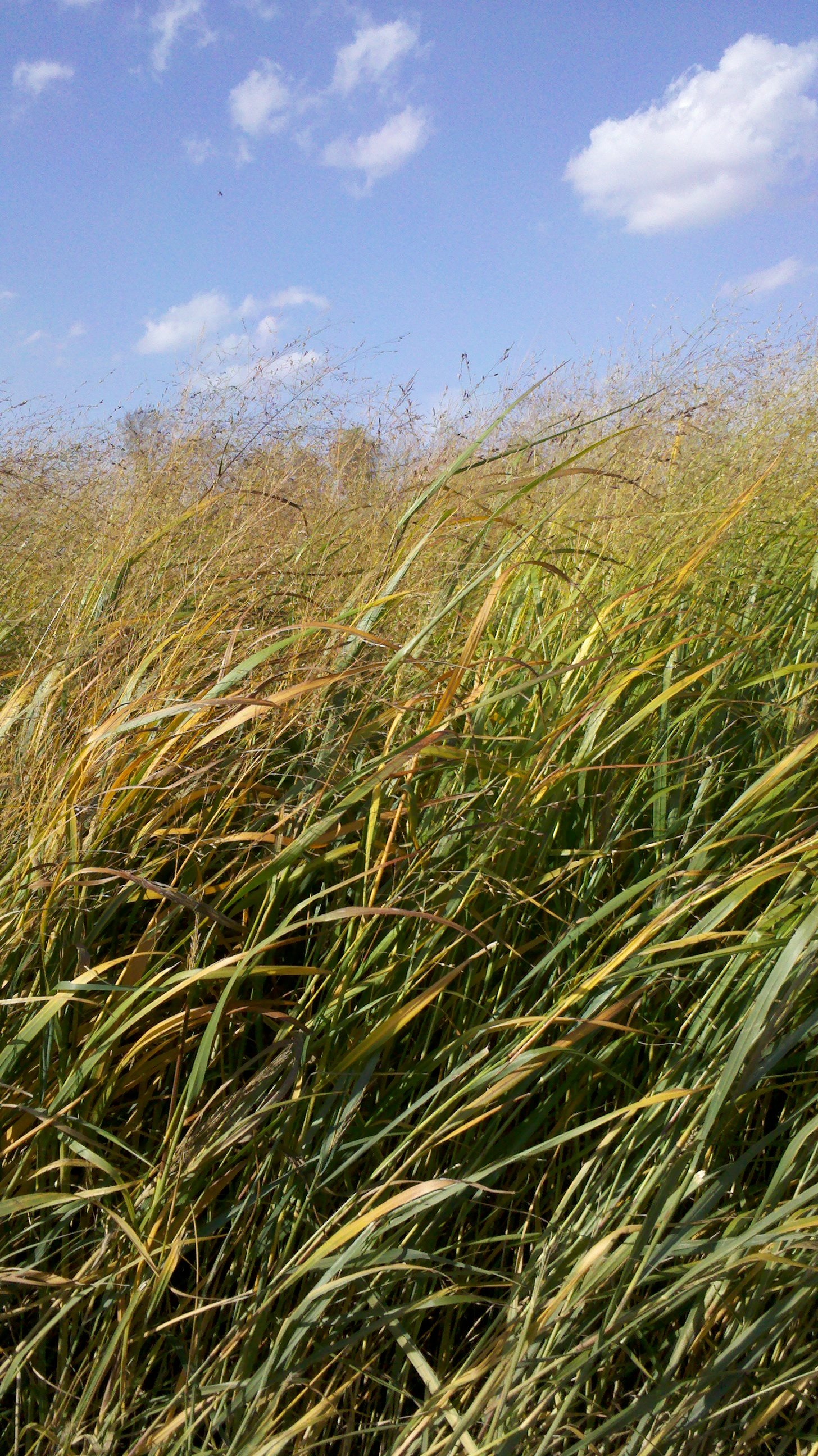 Switchgrass1.jpg