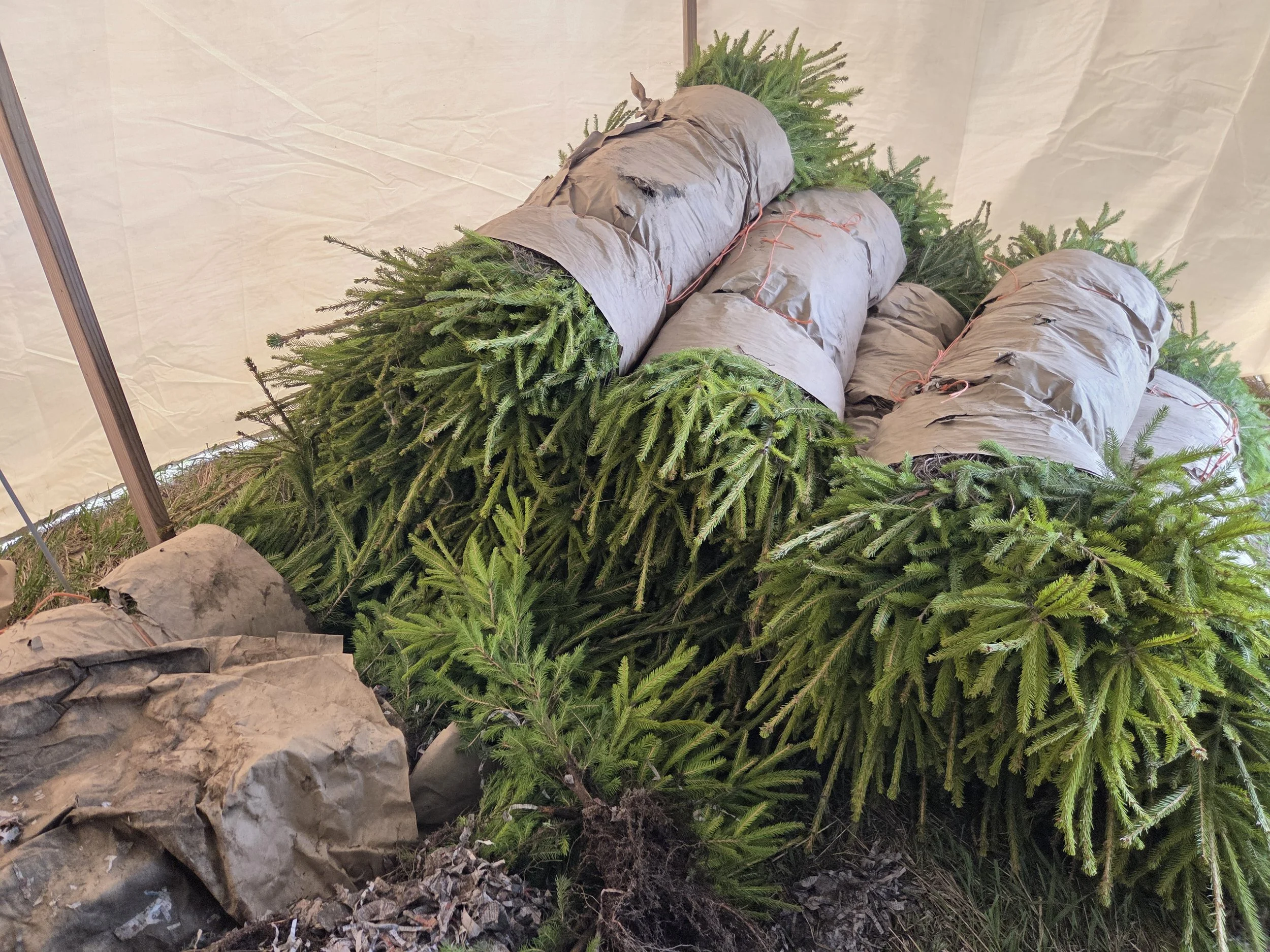Picea_abies_NorwaySpruce_Transplant2.jpg