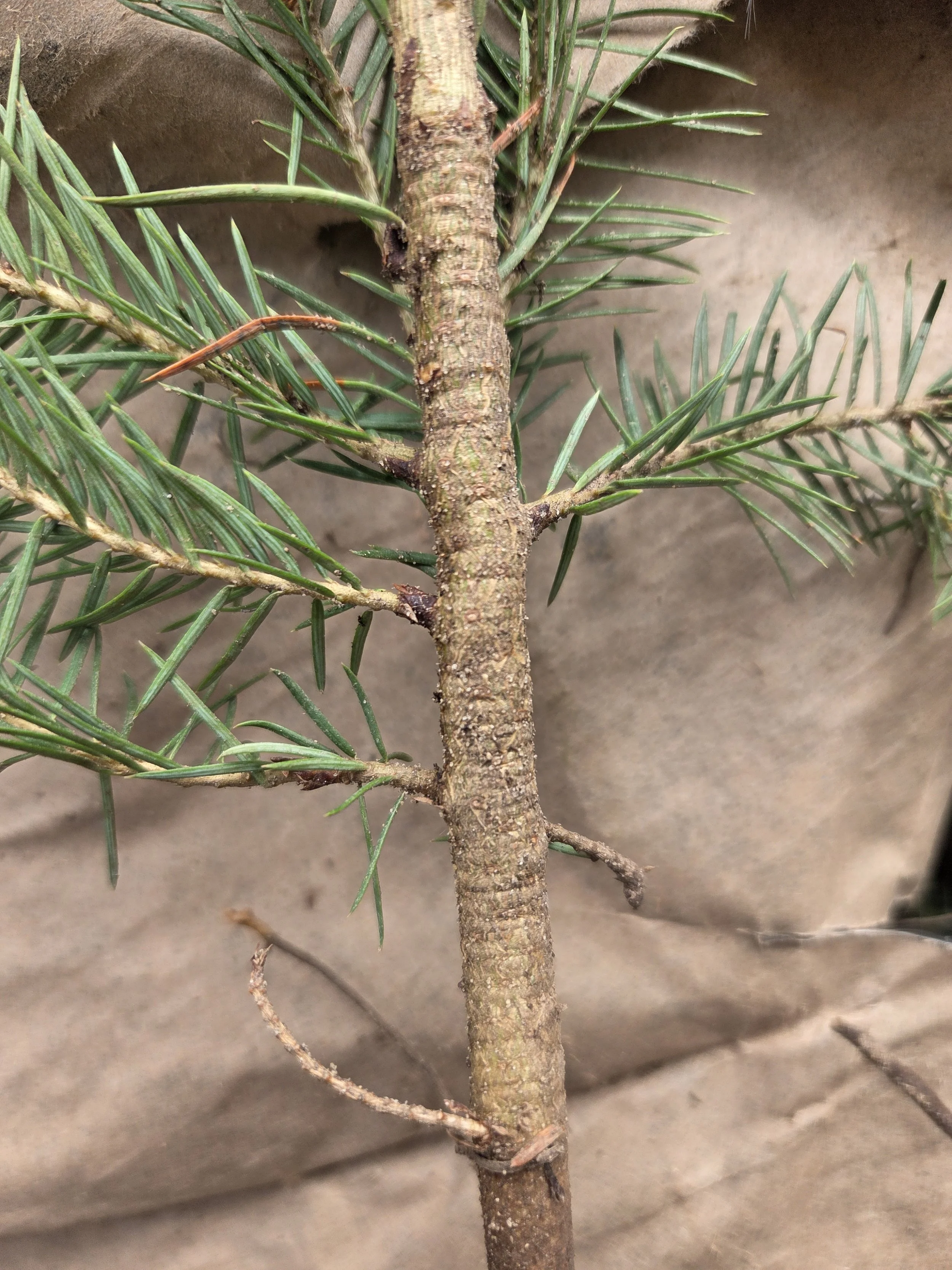Pseudotsuga_menziesii_DouglasFir_Seedling3.jpg
