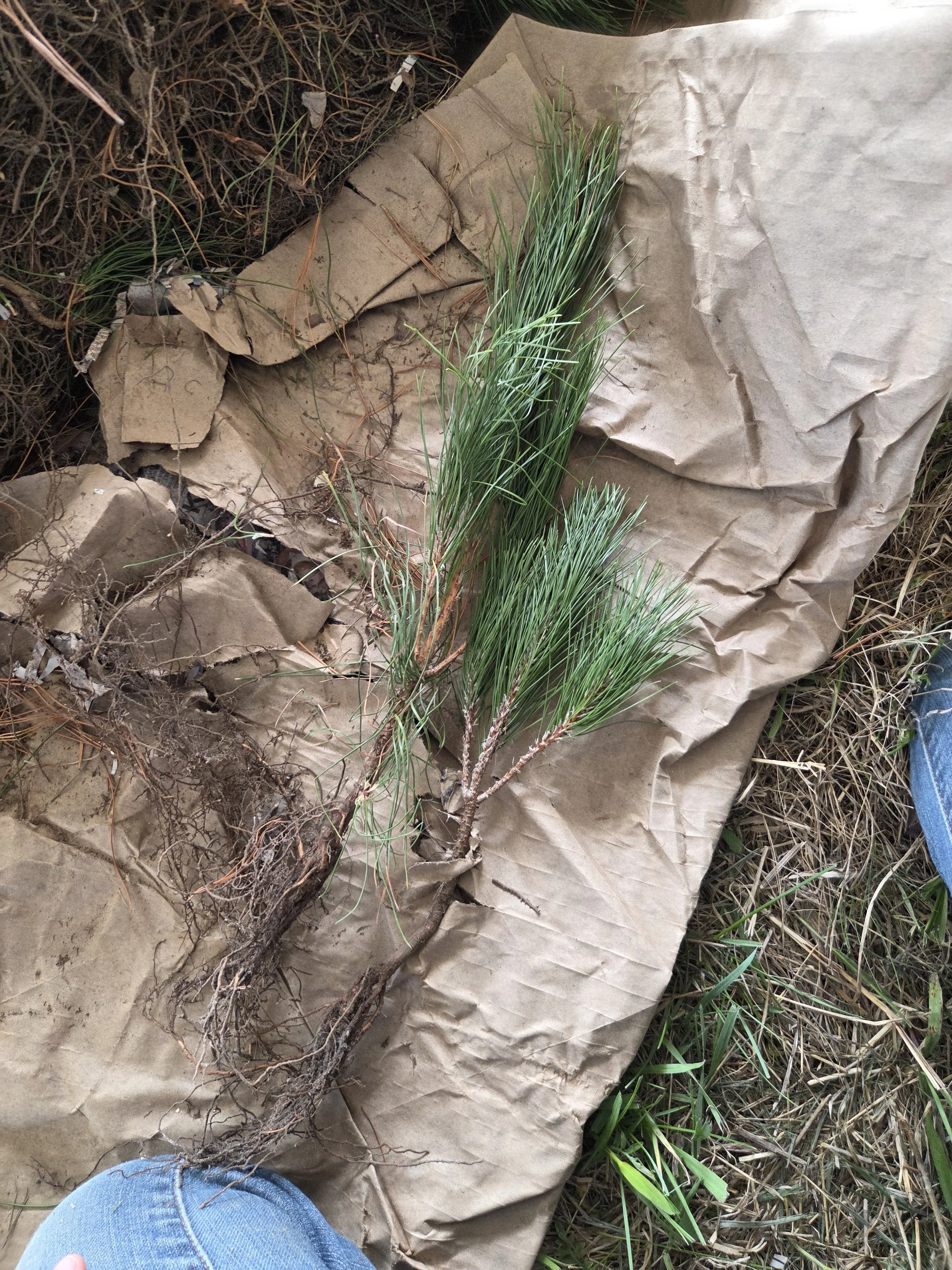 Pinus_resinosa_RedPine_Transplant3.jpg
