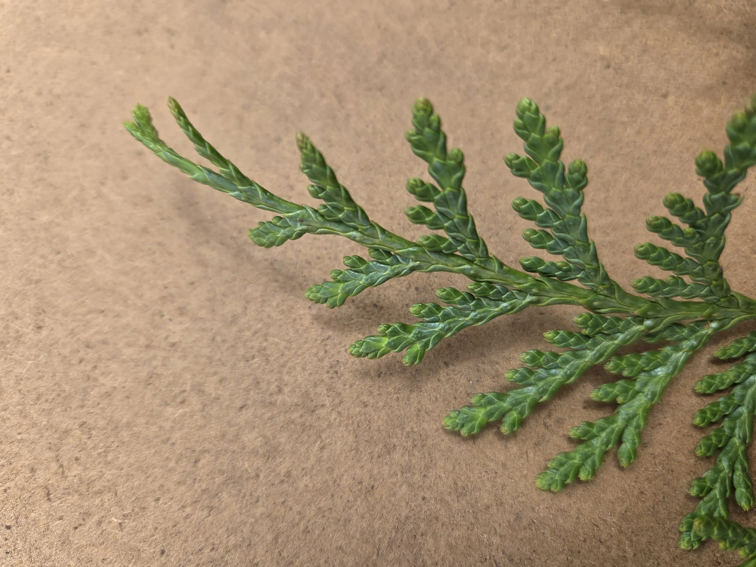 Thuja_occidentalis_Arborvitae_WhiteCedar3.jpg