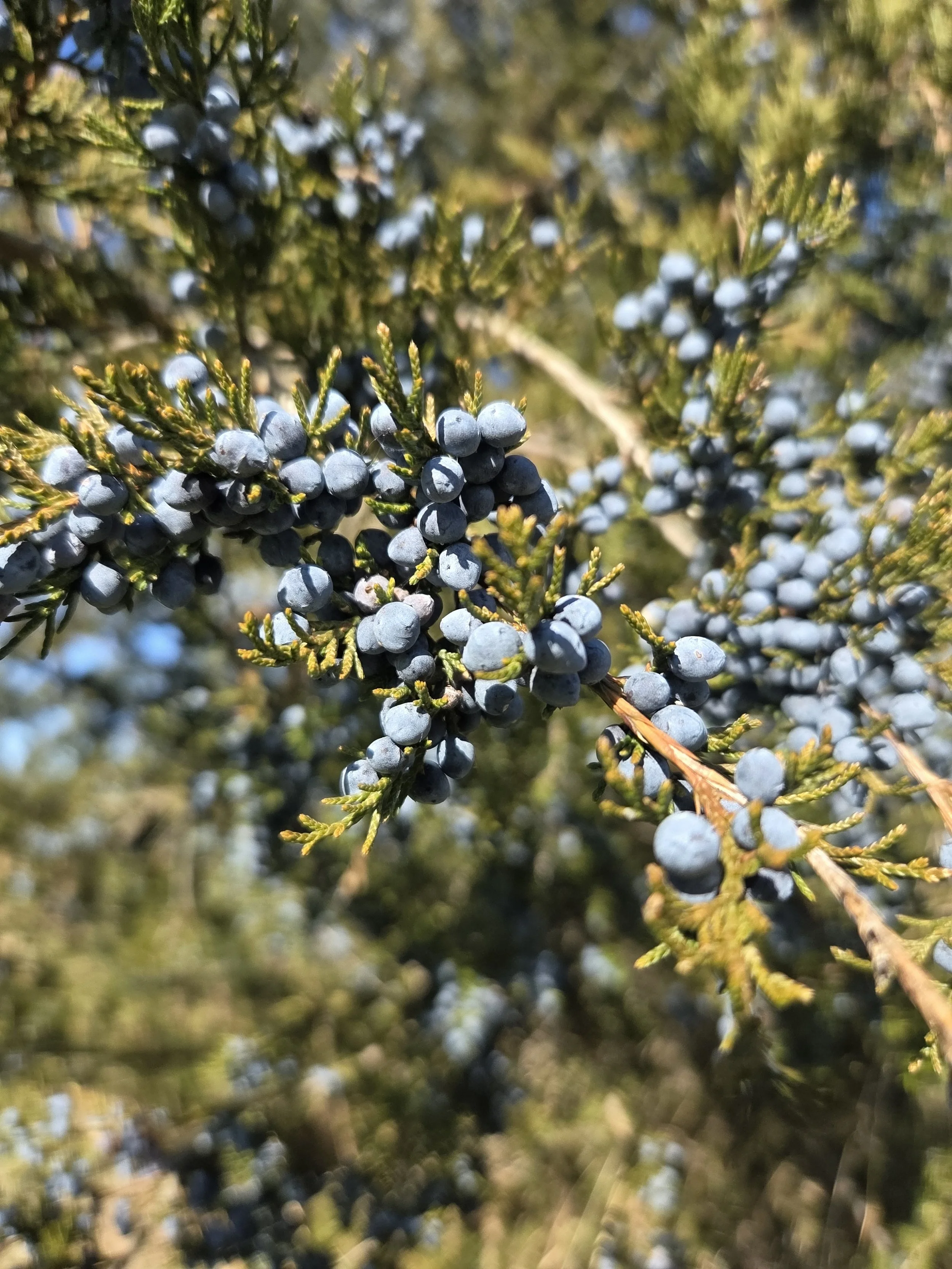 RedCedar_Juniperus virginiana_TTepin3.jpg