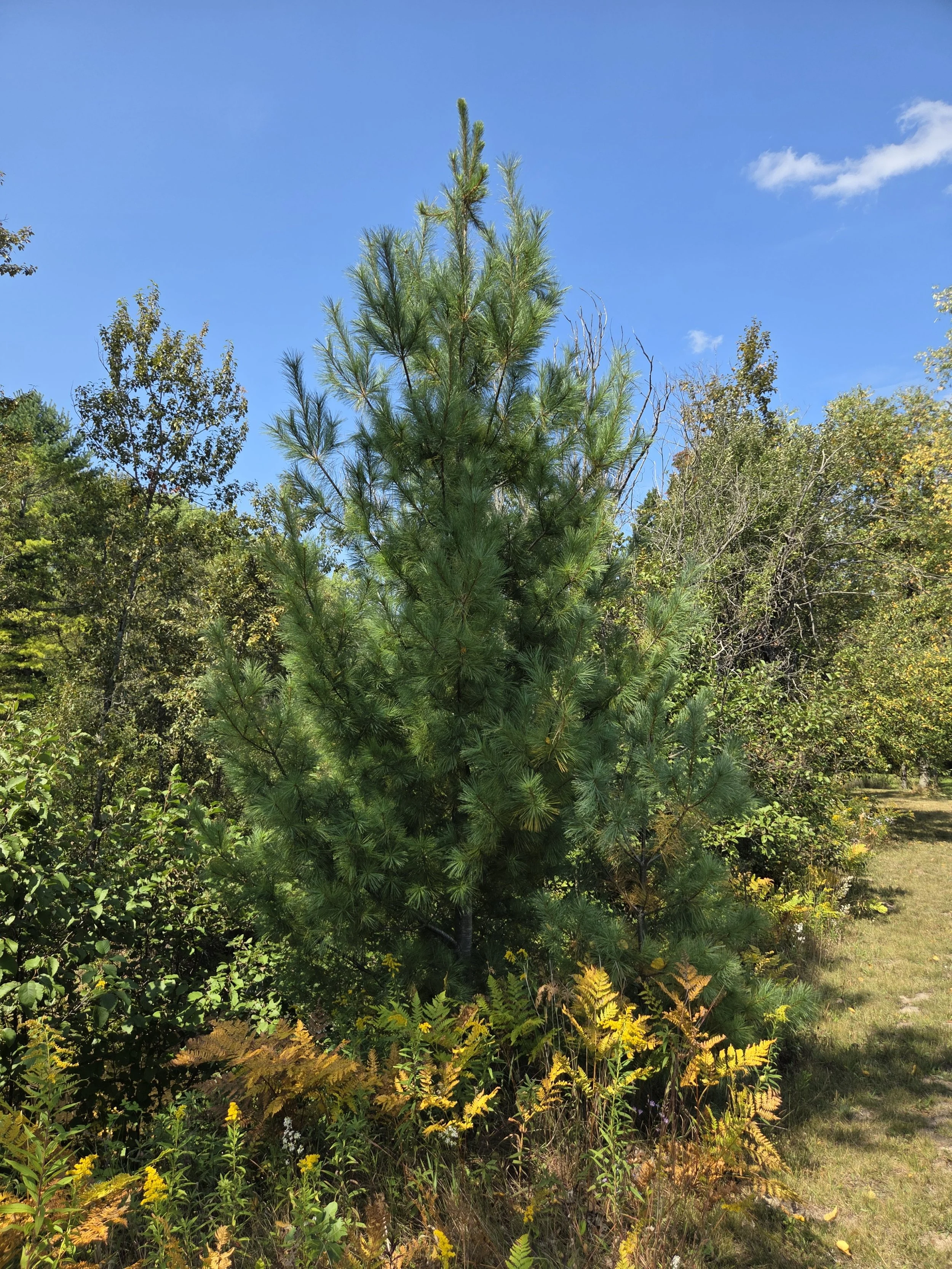 Pinus_strobus_WhitePine12ft.jpg