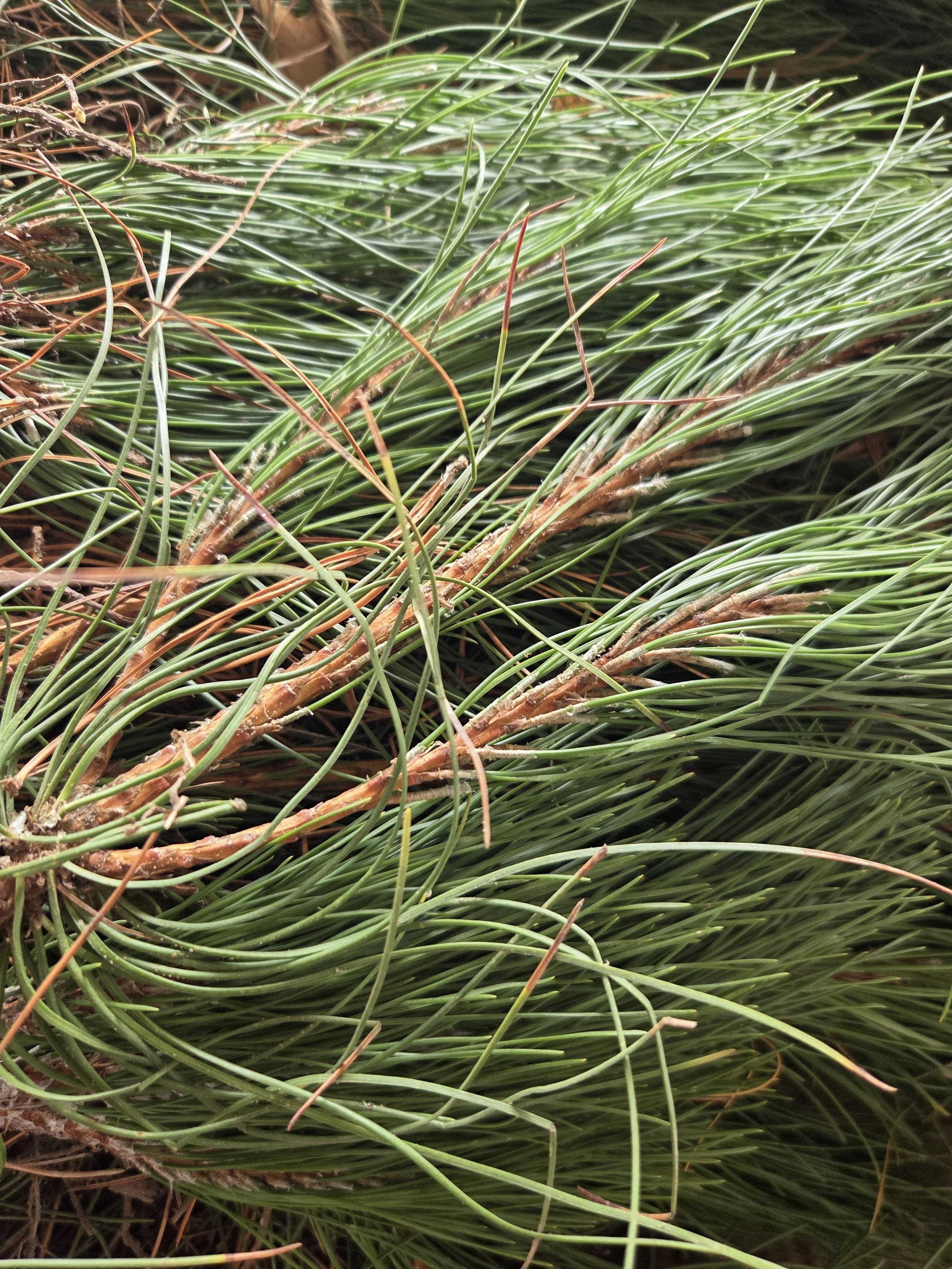 Pinus_resinosa_RedPine_Transplant2.jpg