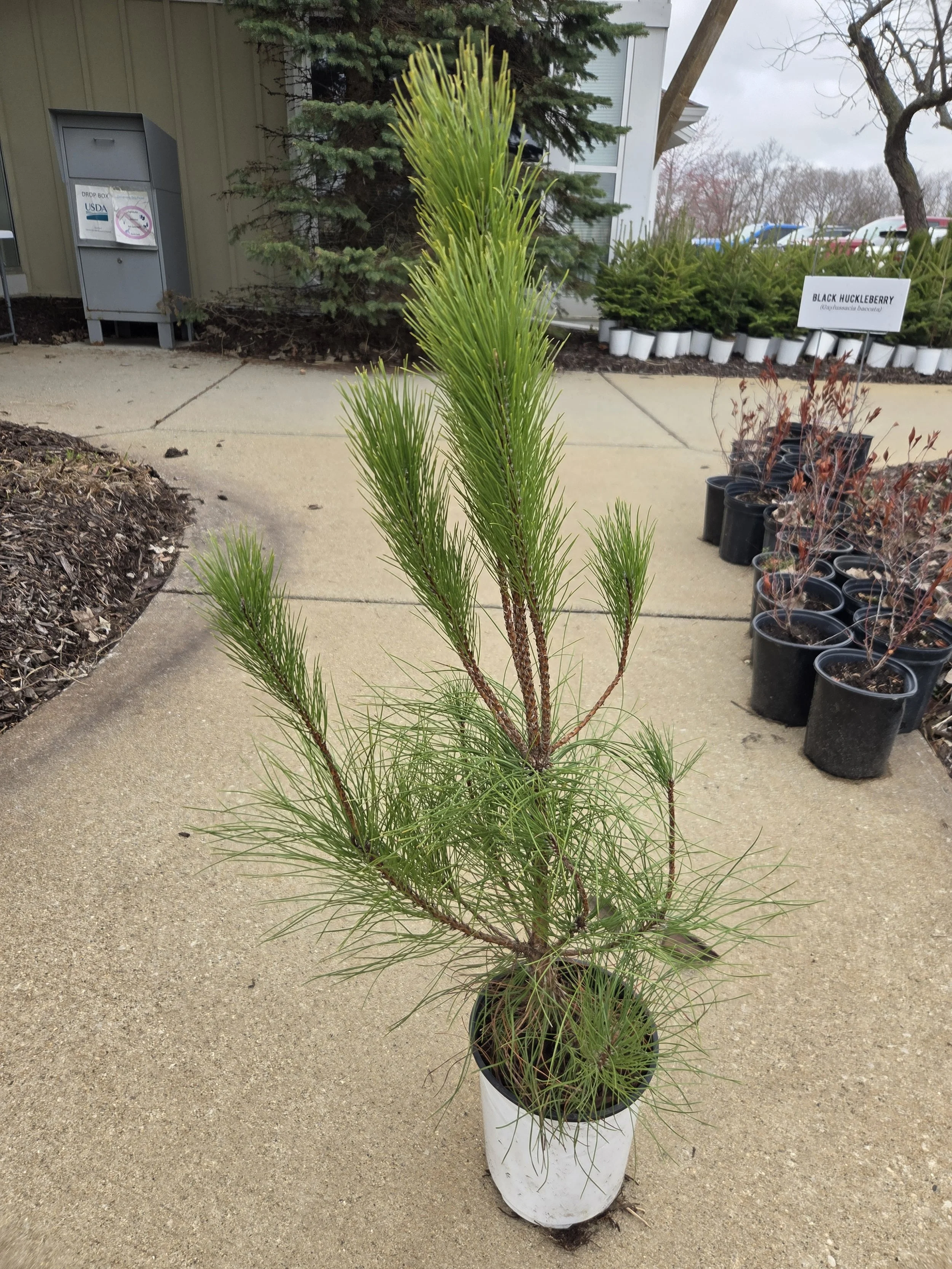 Pinus_resinosa_RedPine_Potted1.jpg