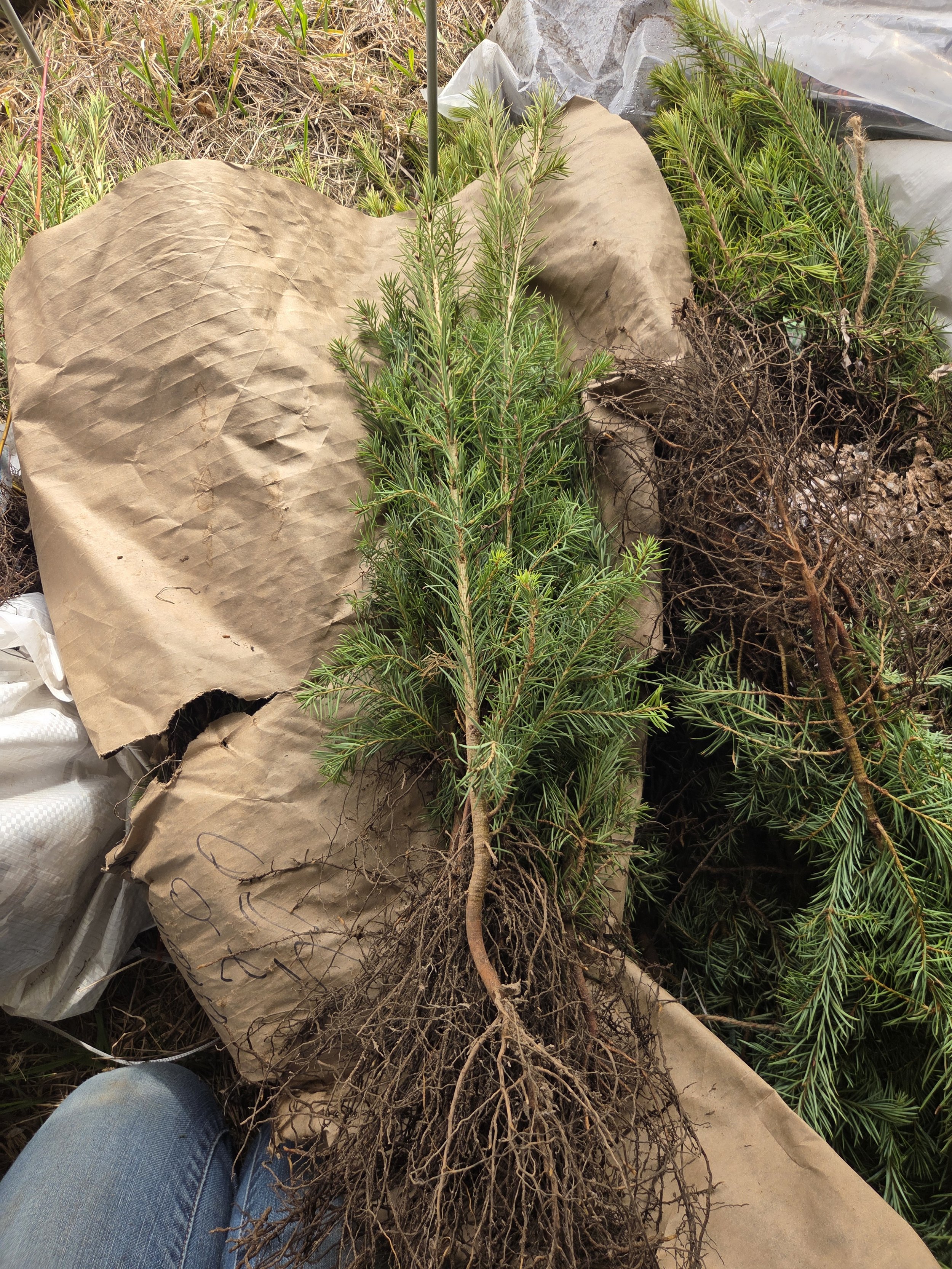 Pseudotsuga_menziesii_DouglasFir_Seedling5.jpg