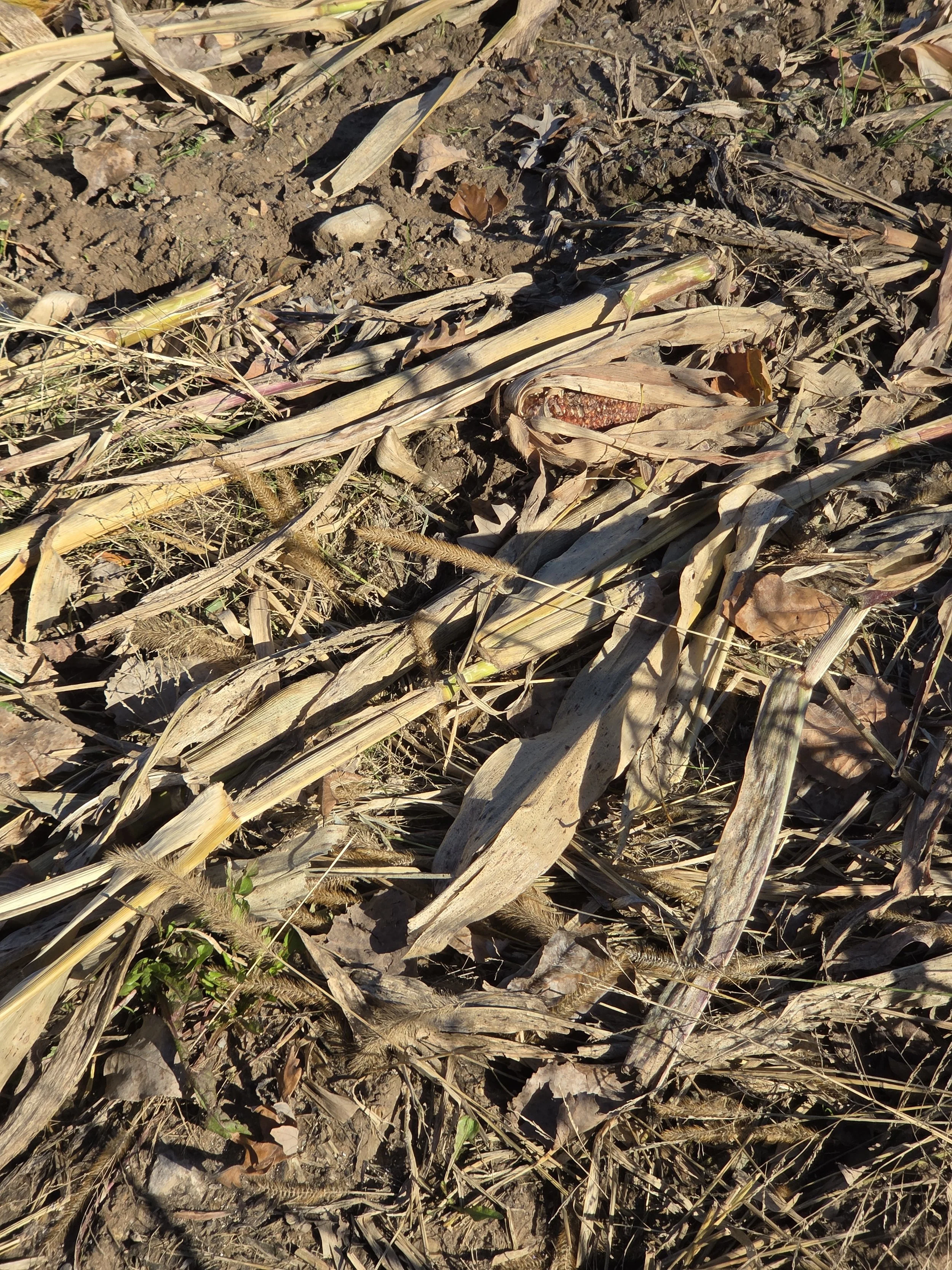 Green Wing C2B (1acre)