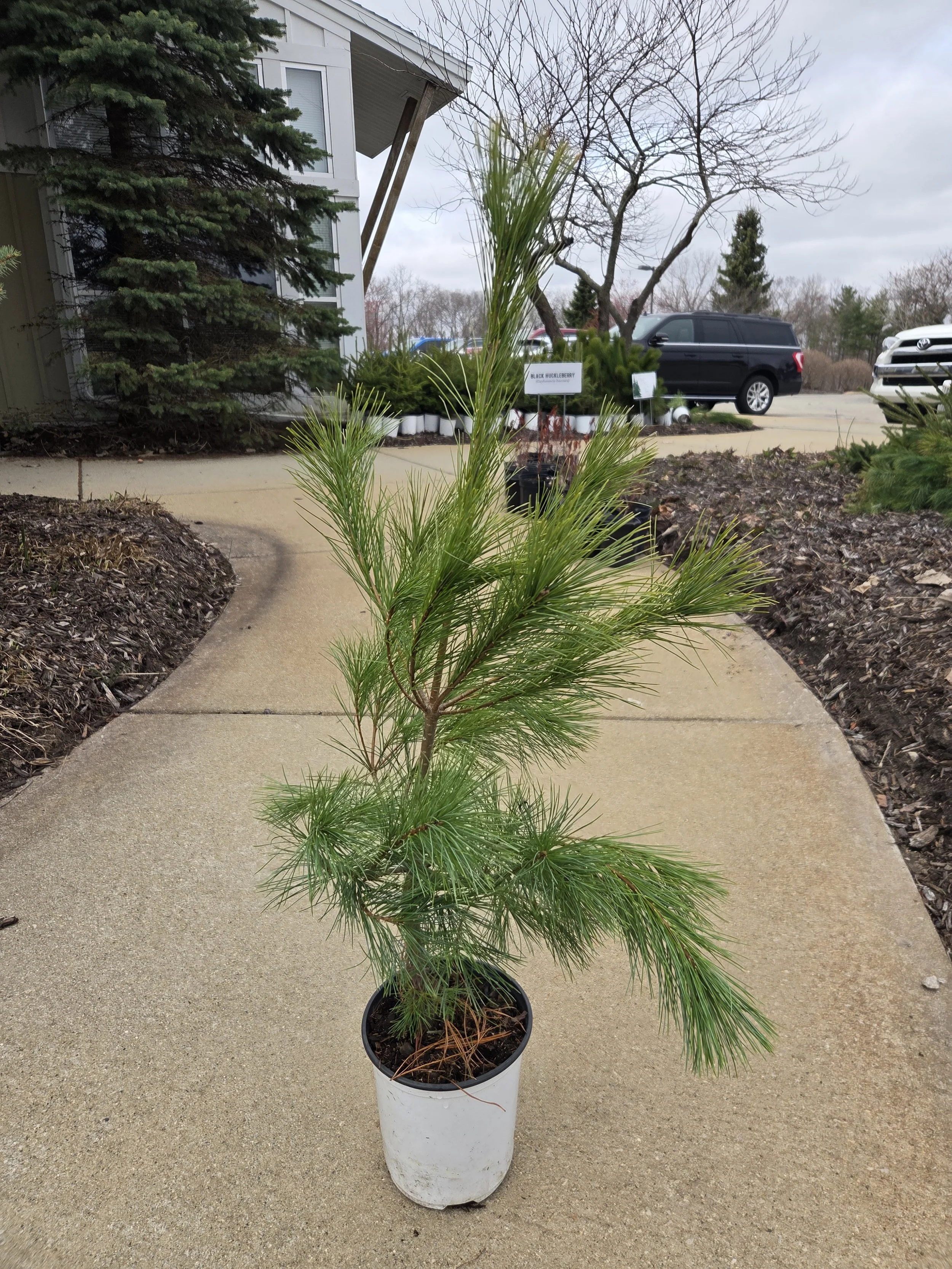 Pinus_strobus_WhitePine_Potted4.jpg