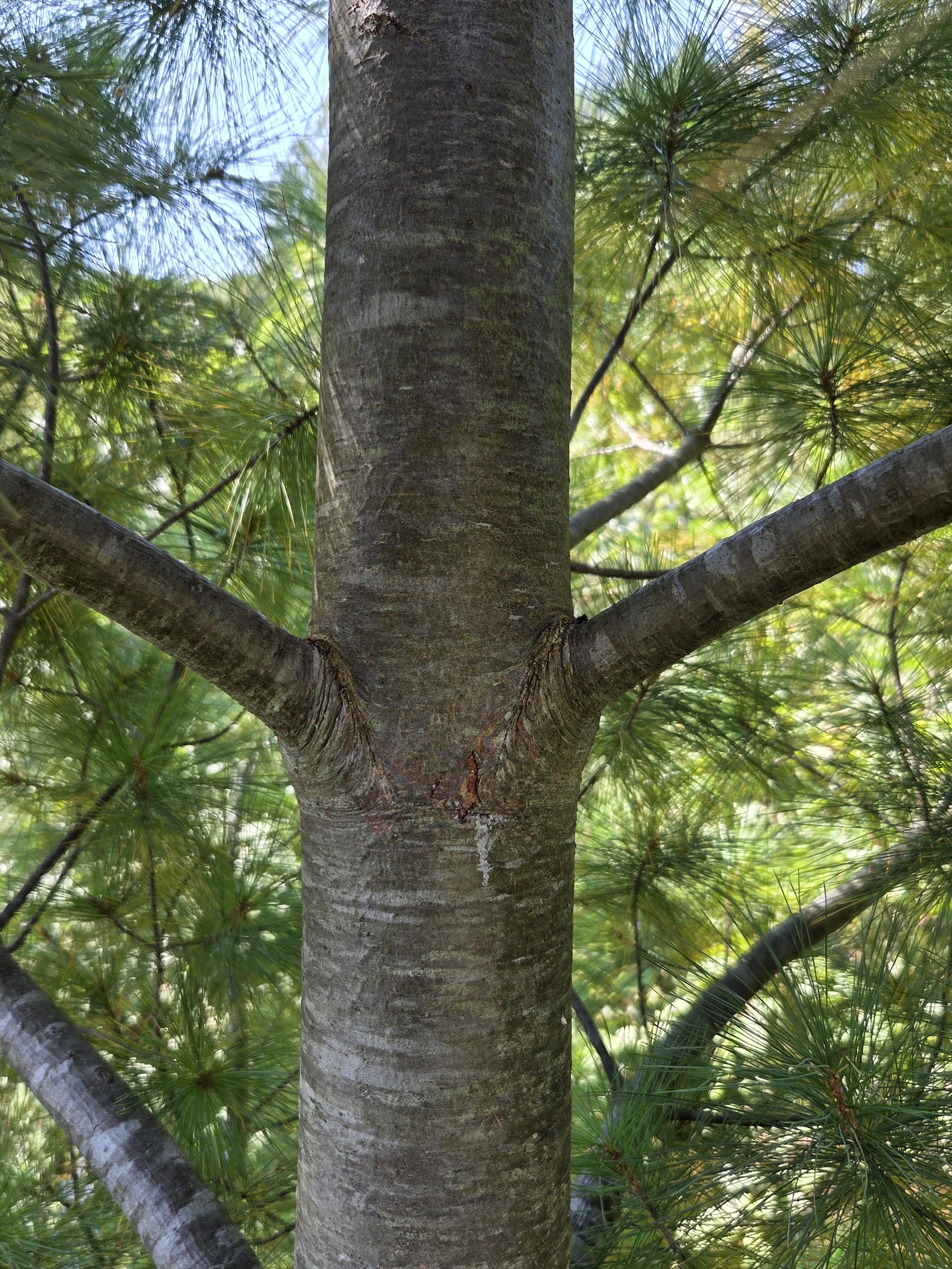 Pinus_strobus_WhitePineBark.jpg