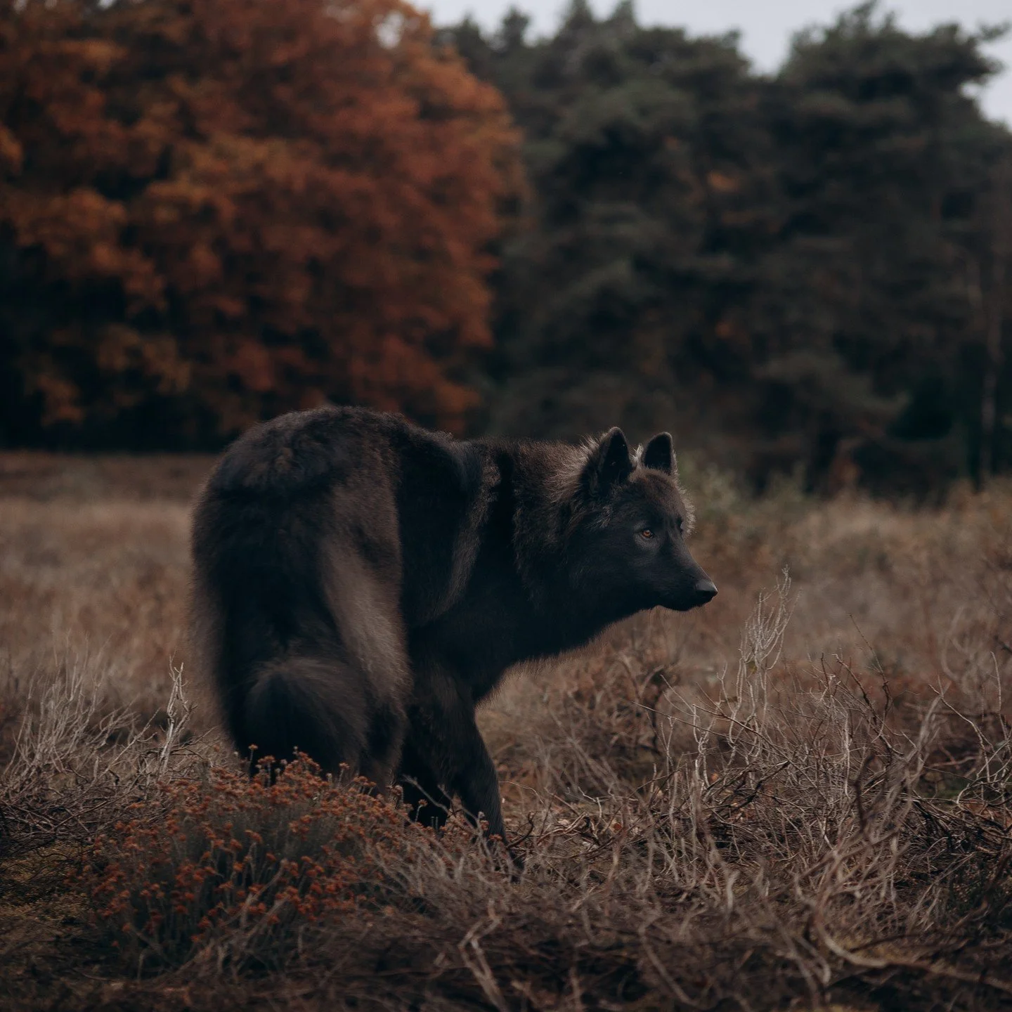 Groot is gemaakt voor de kleuren van de herfst. 
Zijn warme ogen en de kleur van zijn vacht zorgen ervoor dat alles in deze foto elkaar complimenteert. 

Nu was dit per toeval want het doel van deze shoot was heel iets anders maar dit laat wel perfec