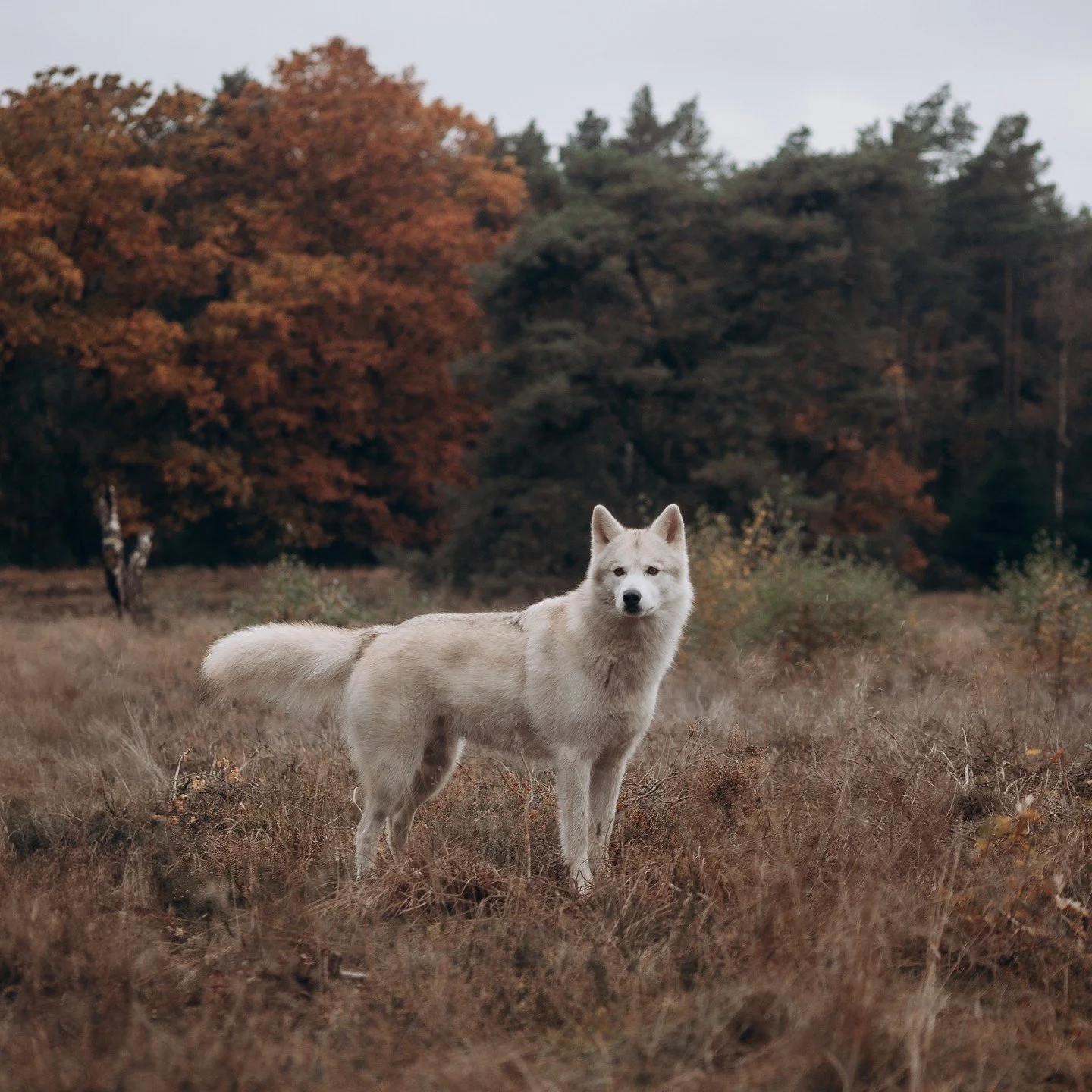1 december komt mijn nieuwe website online! 

Een website waar ik al weken aan werk. Ik heb een bepaalde visie in mijn hoofd en de website moet daar natuurlijk helemaal aan voldoen. Omdat ik hem helemaal zelf maak, ging dat natuurlijk niet helemaal v