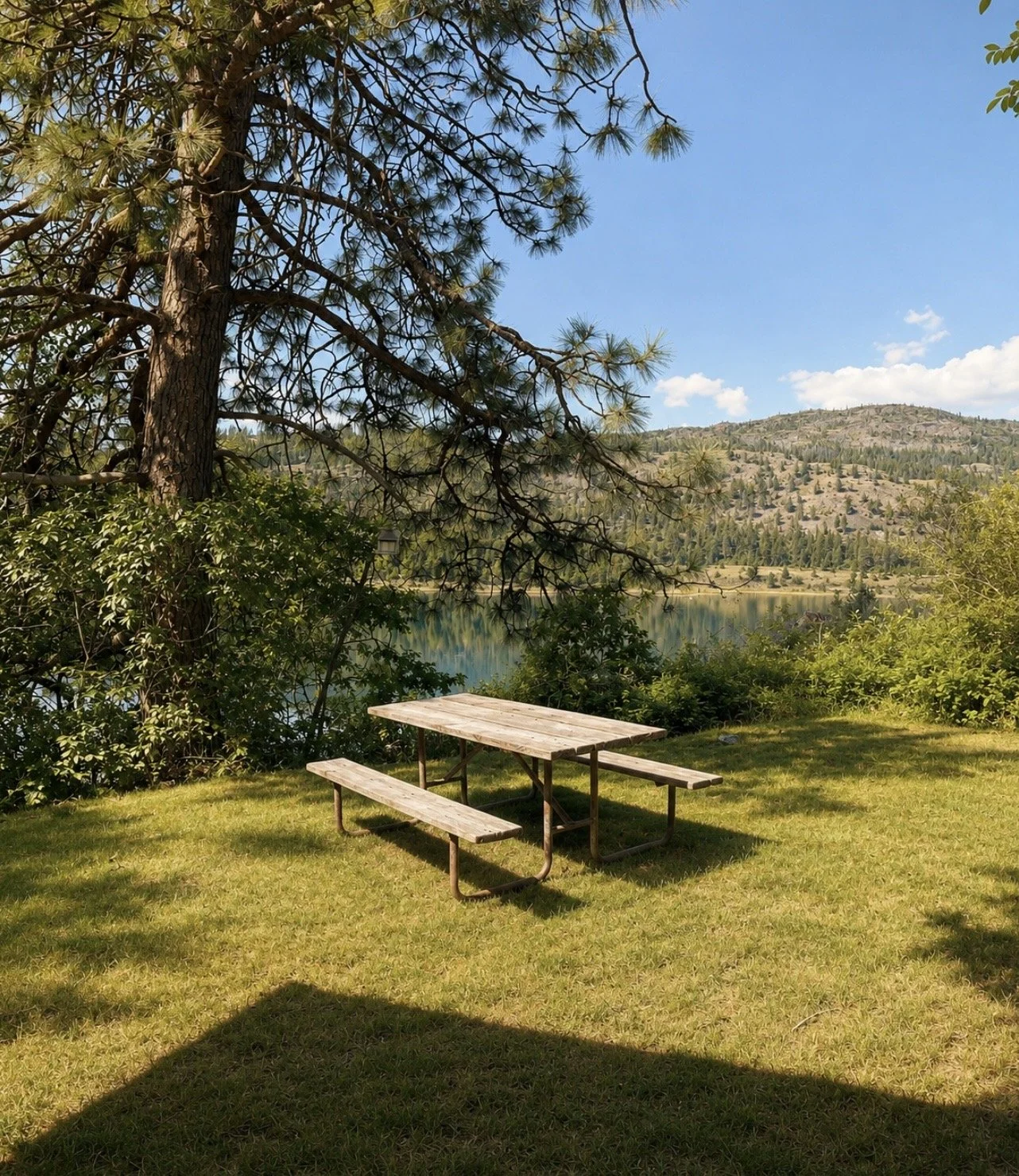 Back yard