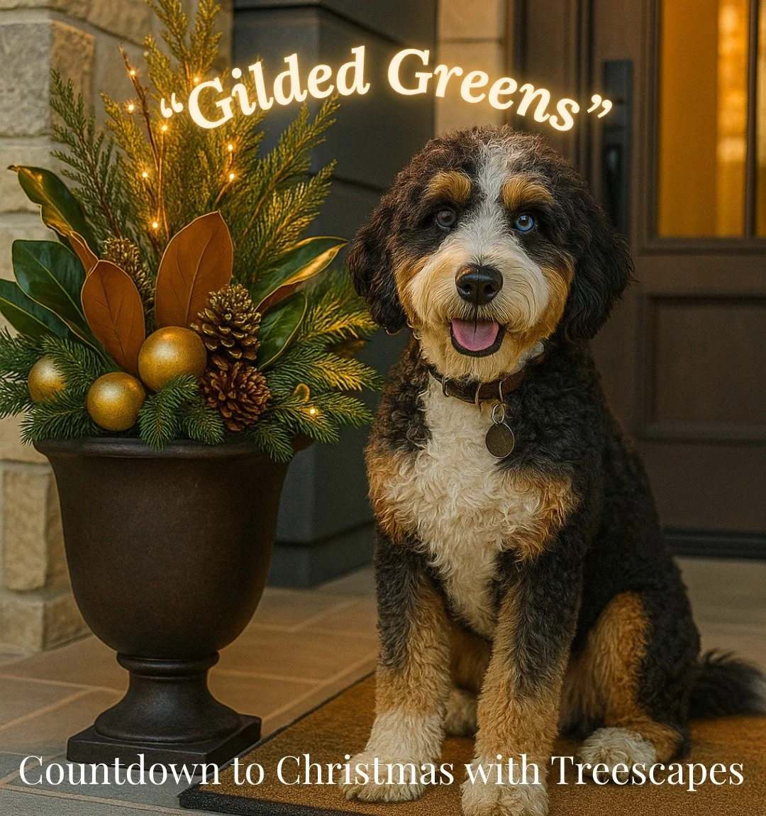 Before the holiday rush begins, take a moment to plan your winter statement pieces. πΏβ¨
Think lush magnolia leaves, evergreen sprigs, and touches of gold that catch the light. Our custom-designed planters transition seamlessly from fall to winter, cr