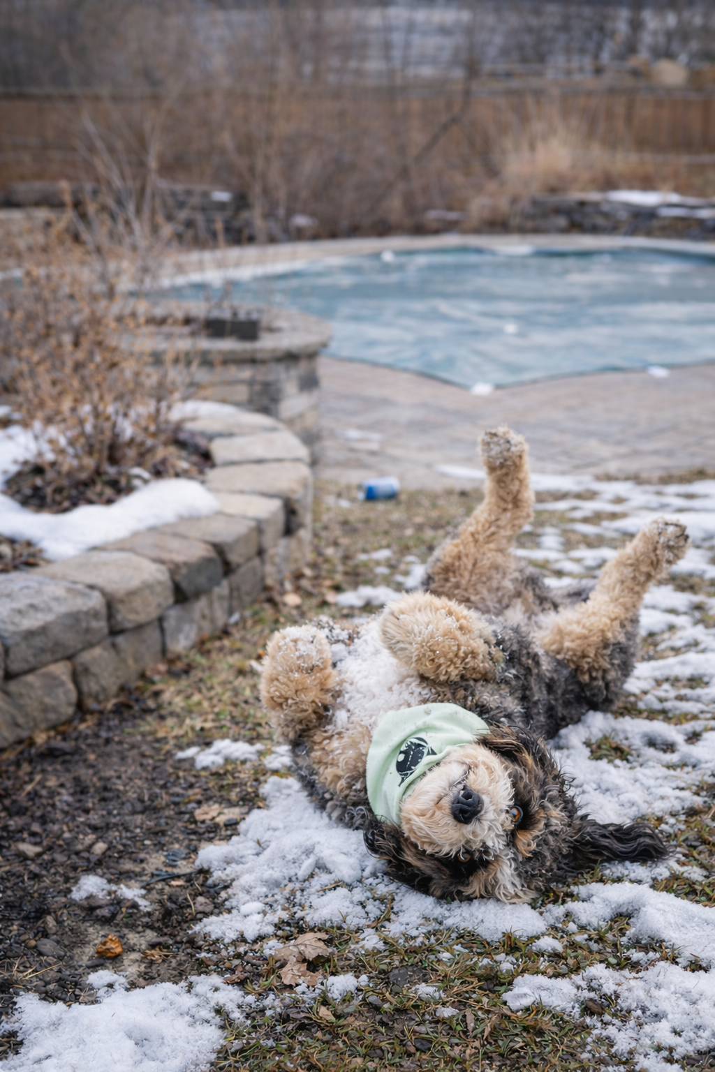 Brinx’s Backyard Blog – February 23: Get Ready for Summer: Pools, Patios, &amp; Playtime