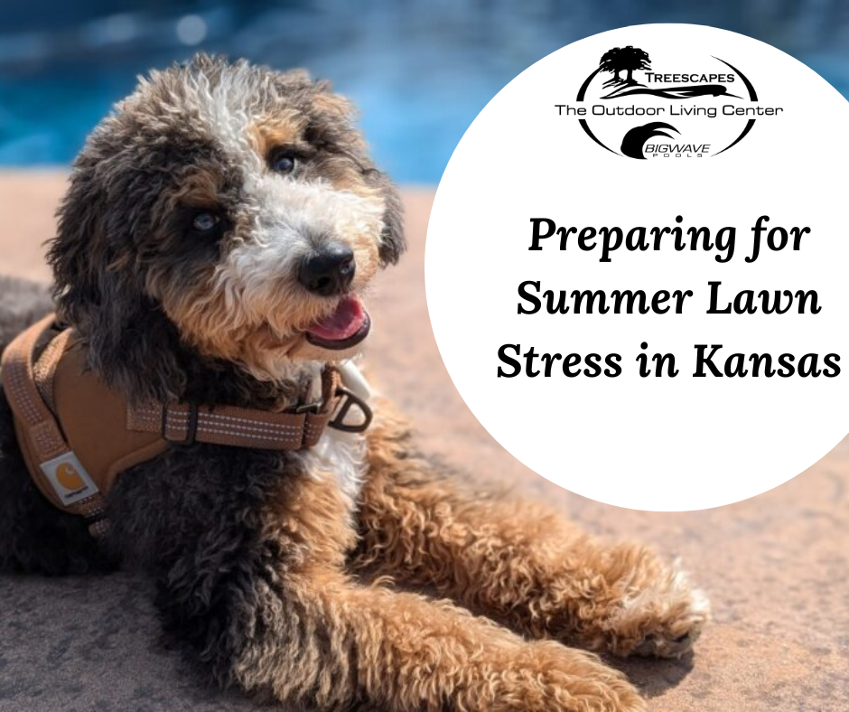 June 1st – Preparing for Summer Lawn Stress in Kansas