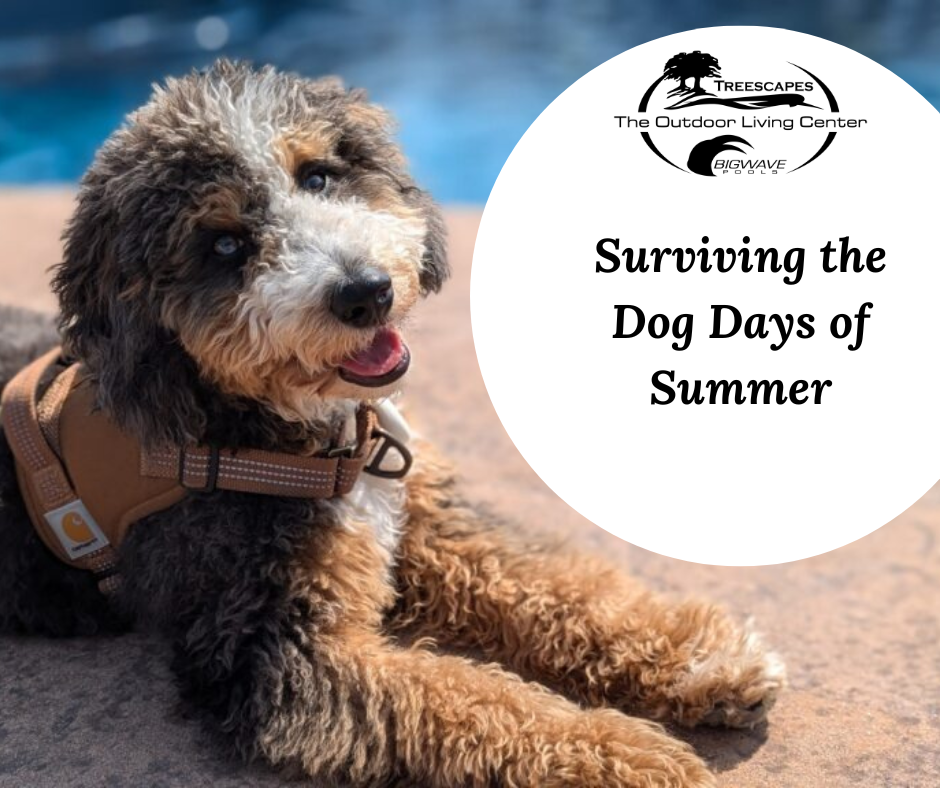 Monday, August 3rd – Surviving the Dog Days of Summer: Helping Your Landscape Through August Heat