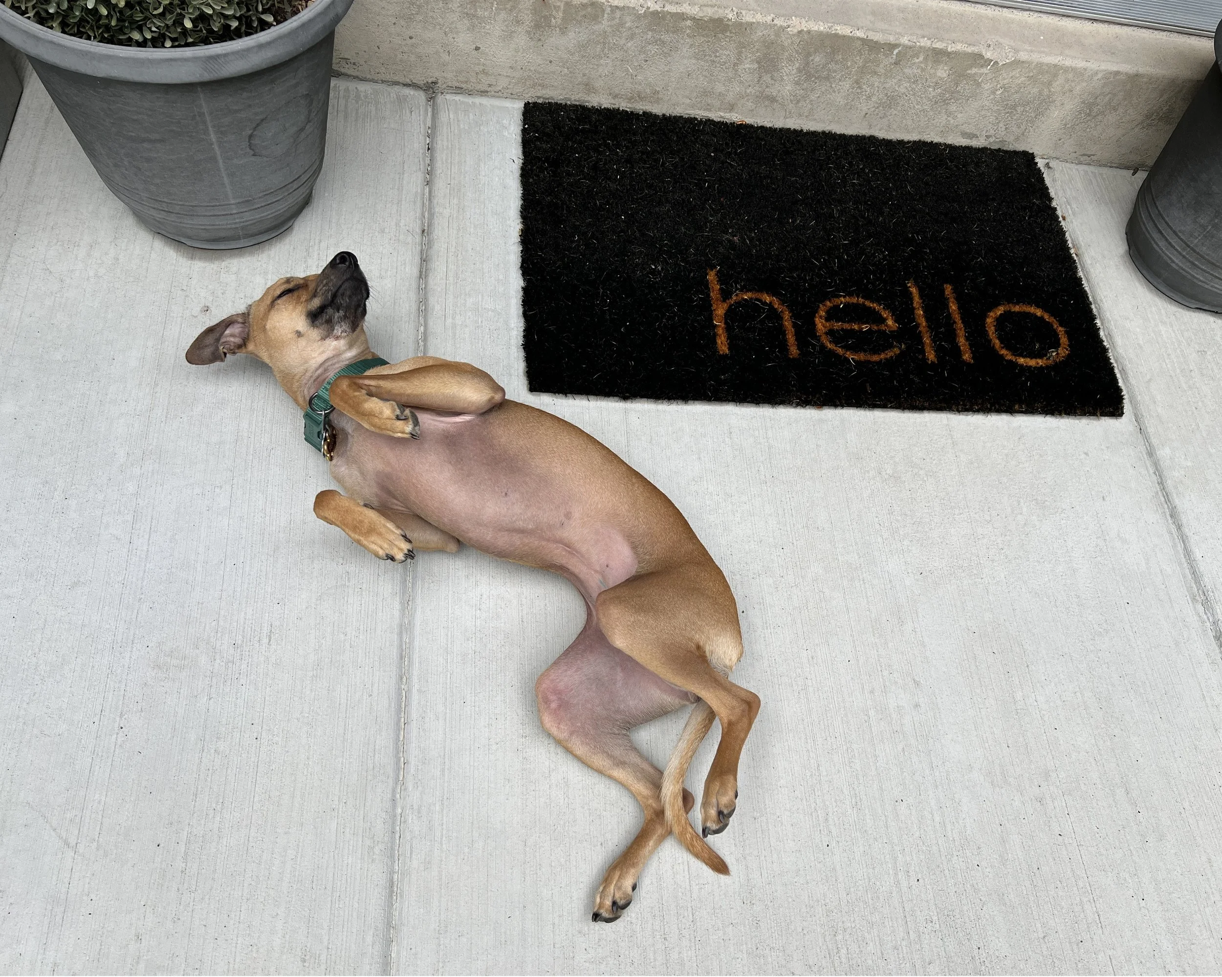 Fern the dog