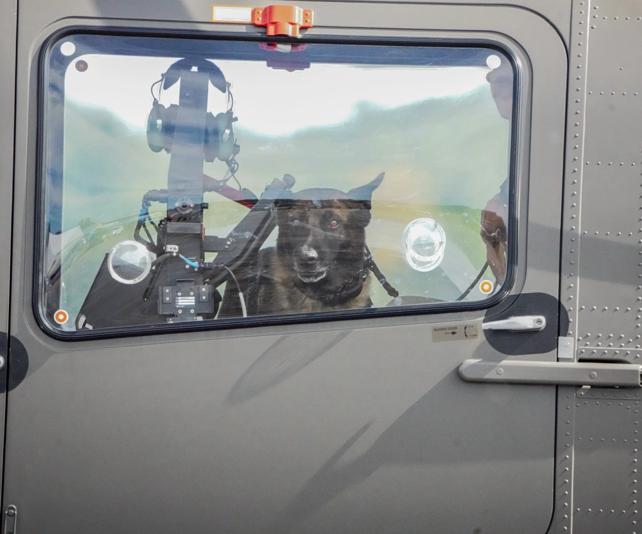 Sheperd ready for flight.jpg