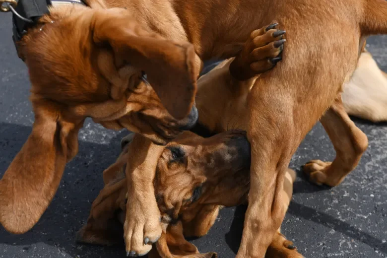 Red & Ruby Staff Photo Paul Franz.webp