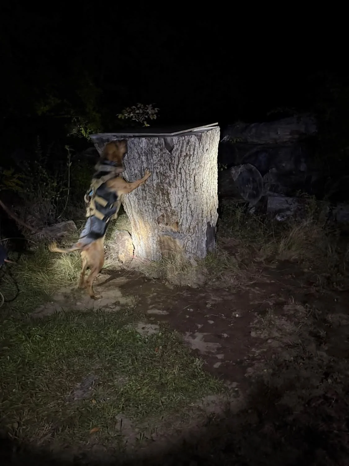 Ember at night hide.JPG