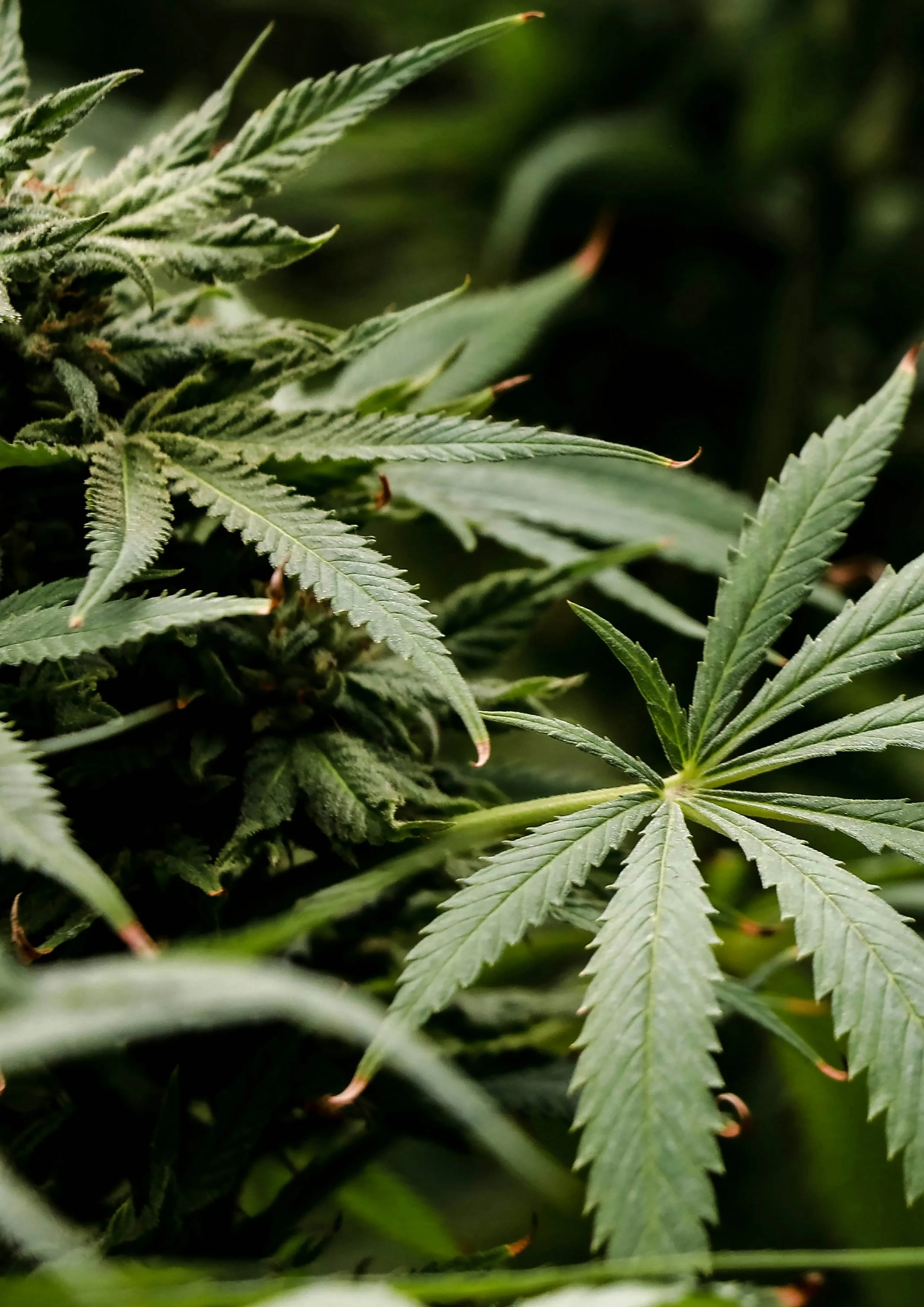 Cannabidiol (CBD) + Hemp Seed Oil (Cannabis Sativa Seed Oil)