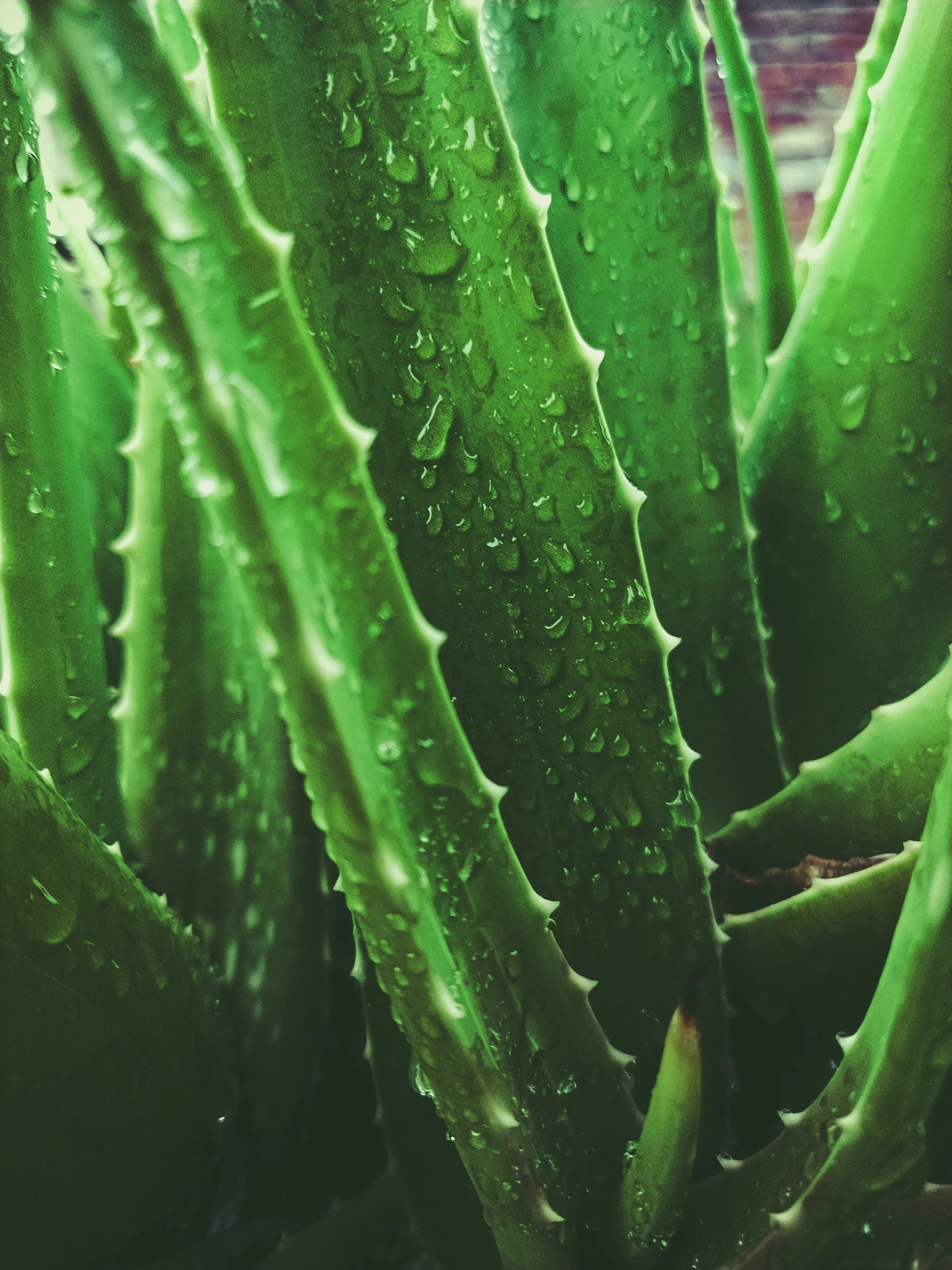 Aloe Barbadensis (Aloe Vera) Leaf Juice